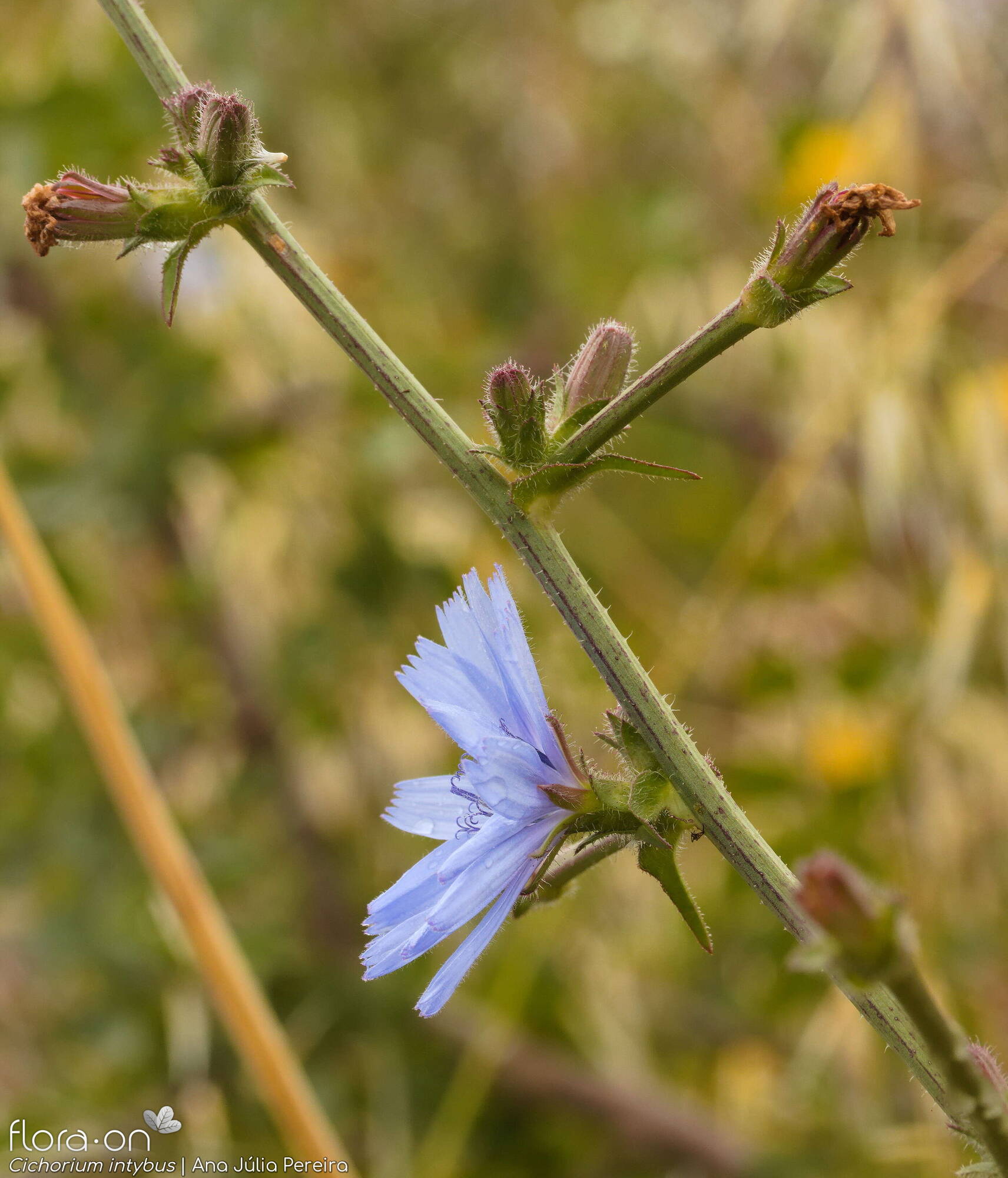 Cichorium intybus - Flor (geral) | Ana Júlia Pereira; CC BY-NC 4.0