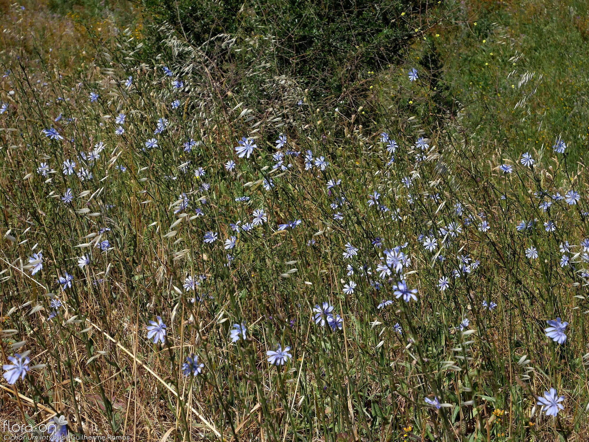 Cichorium intybus - Habitat | Guilherme Ramos; CC BY-NC 4.0