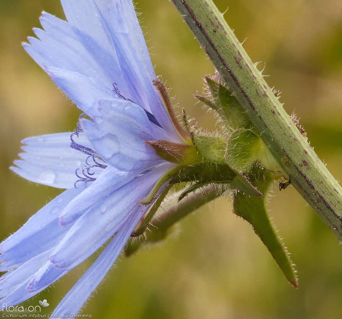 Cichorium intybus - Bráctea | Ana Júlia Pereira; CC BY-NC 4.0