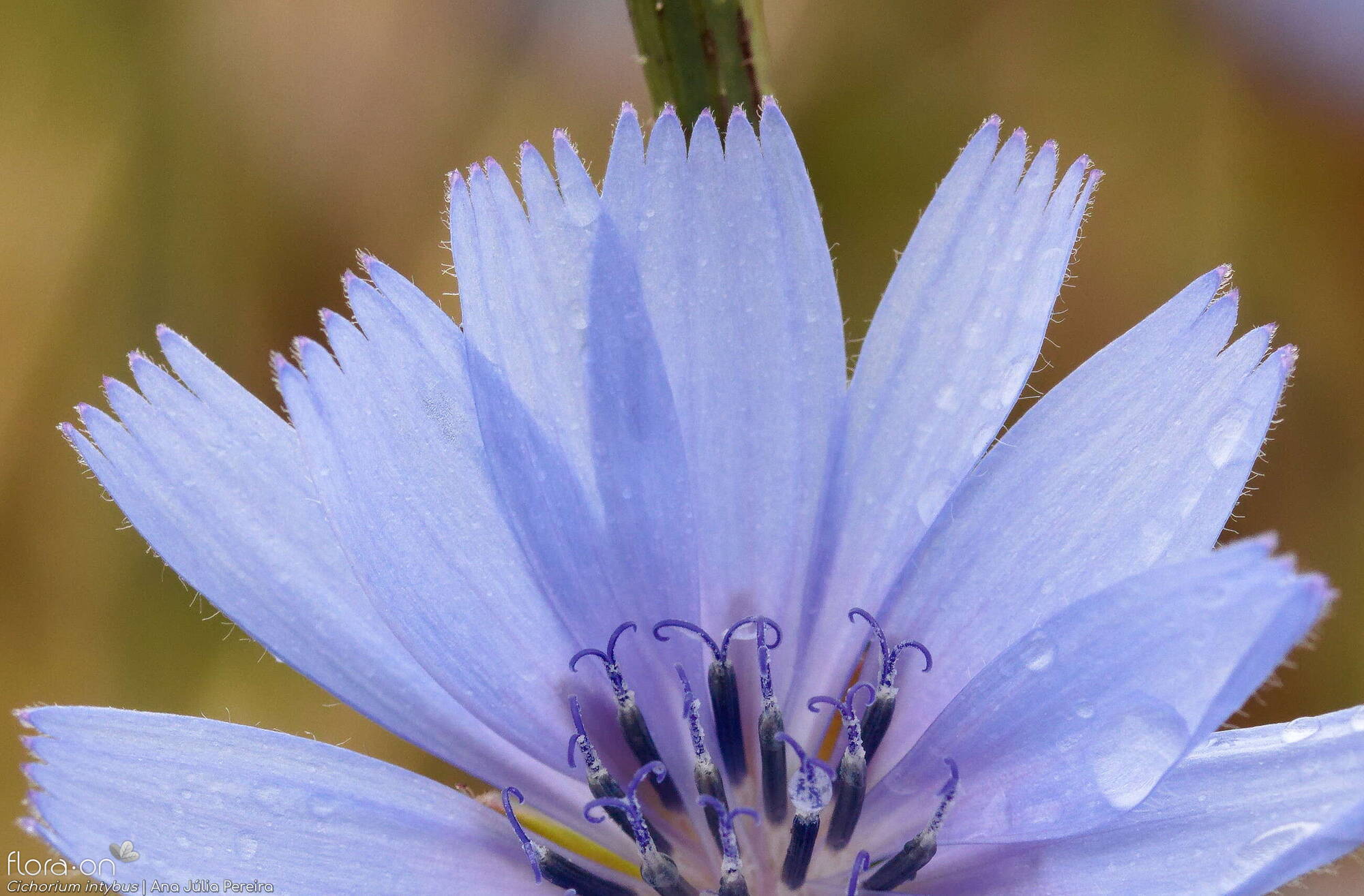 Cichorium intybus - Flor (close-up) | Ana Júlia Pereira; CC BY-NC 4.0