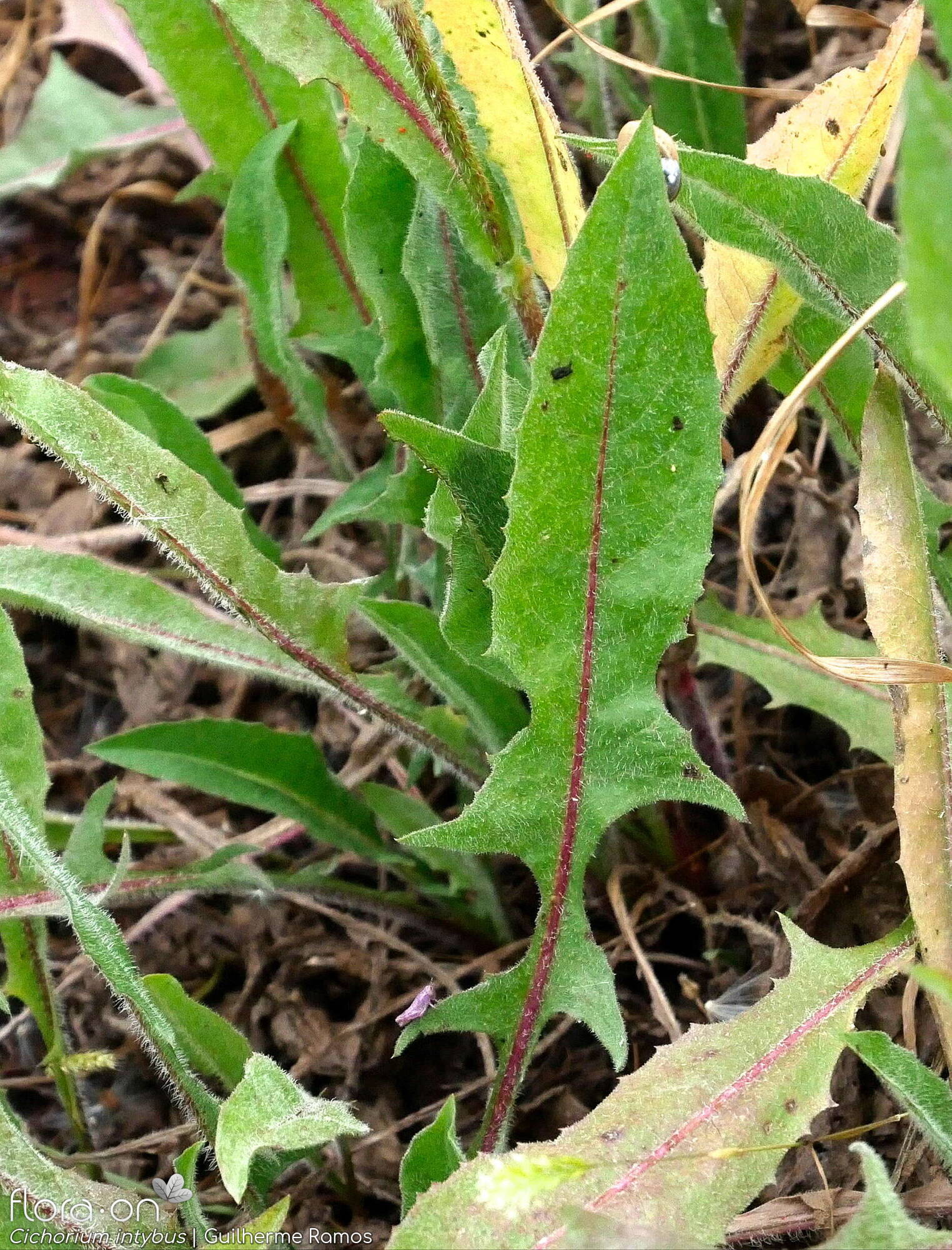 Cichorium intybus - Folha | Guilherme Ramos; CC BY-NC 4.0