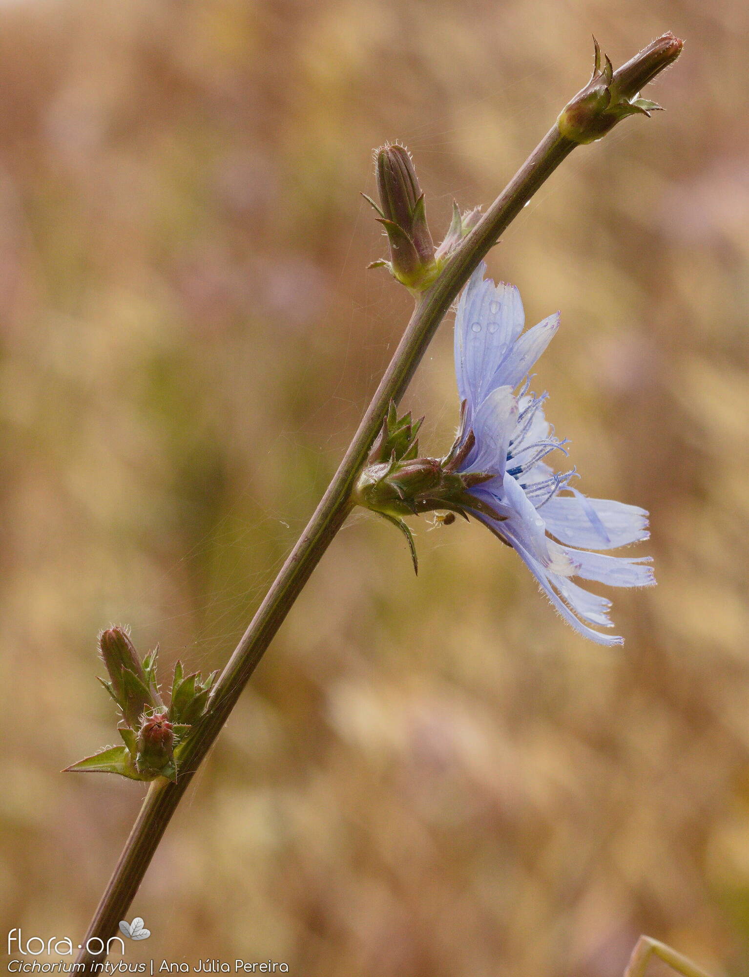 Cichorium intybus - Flor (geral) | Ana Júlia Pereira; CC BY-NC 4.0