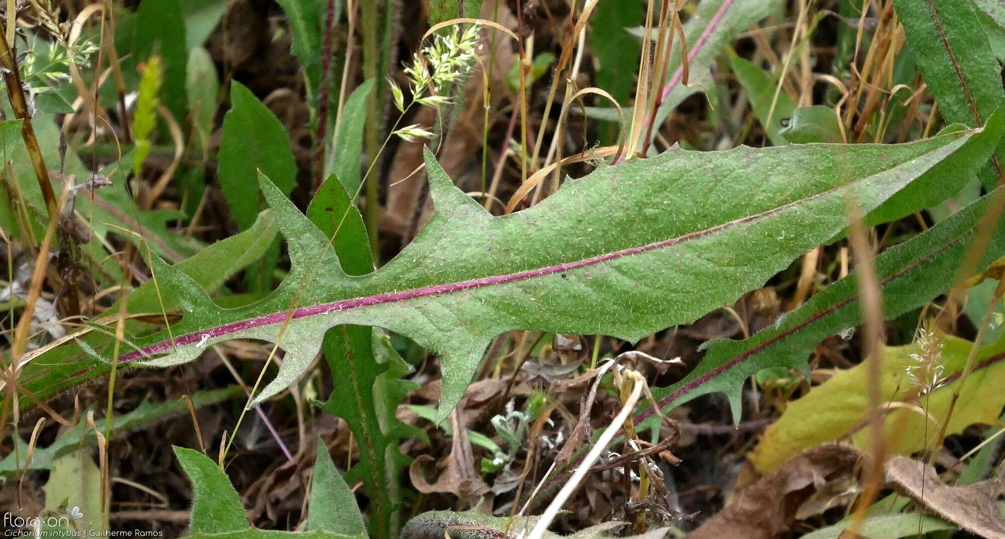 Cichorium intybus - Folha | Guilherme Ramos; CC BY-NC 4.0