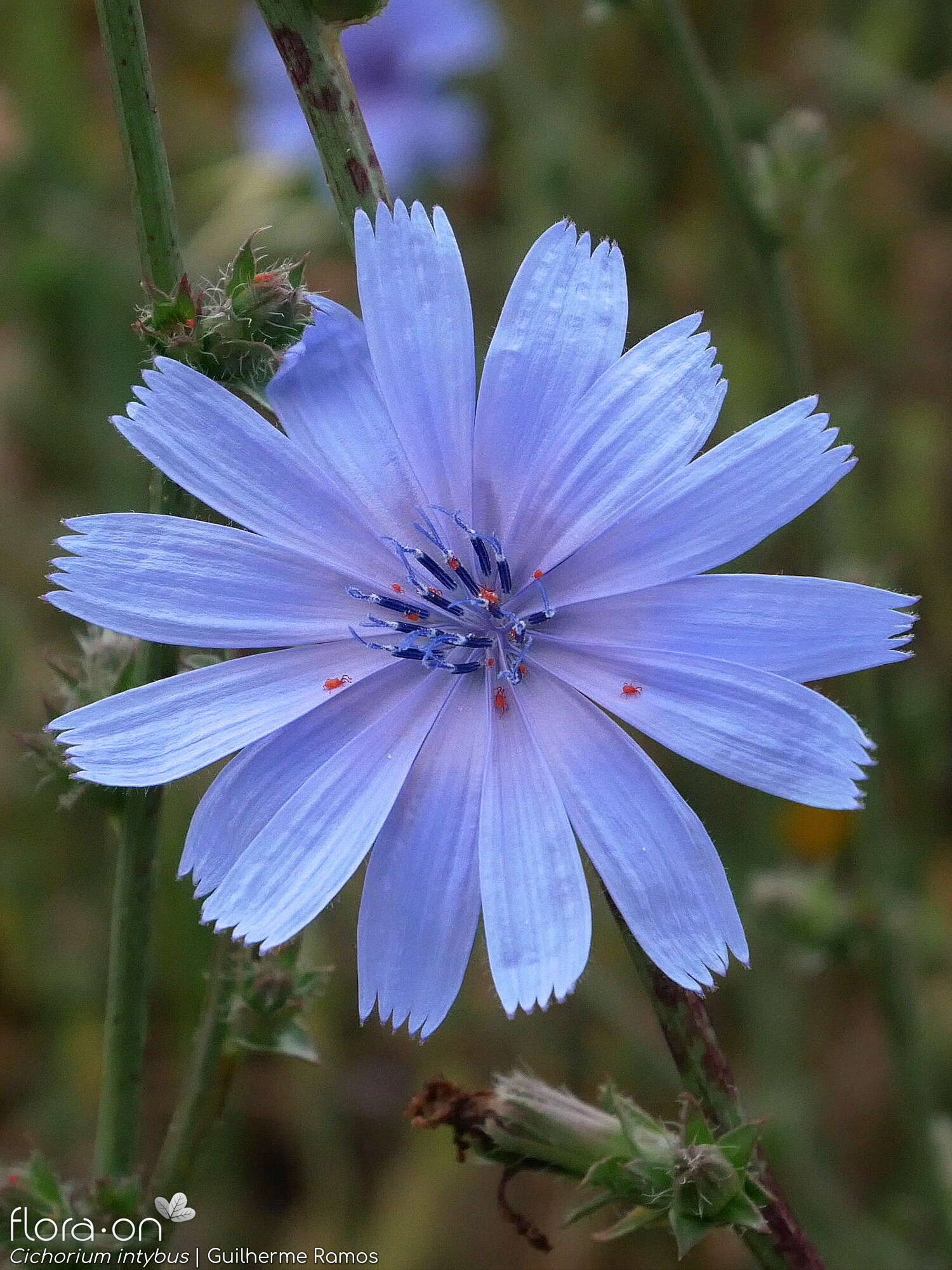 Cichorium intybus - Capítulo | Guilherme Ramos; CC BY-NC 4.0
