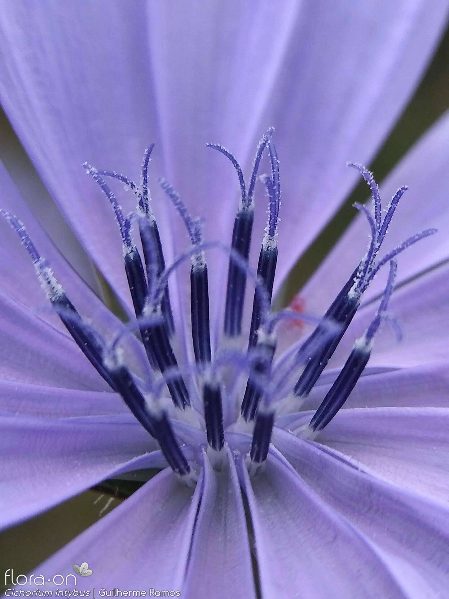 Cichorium intybus - Estruturas reprodutoras | Guilherme Ramos; CC BY-NC 4.0