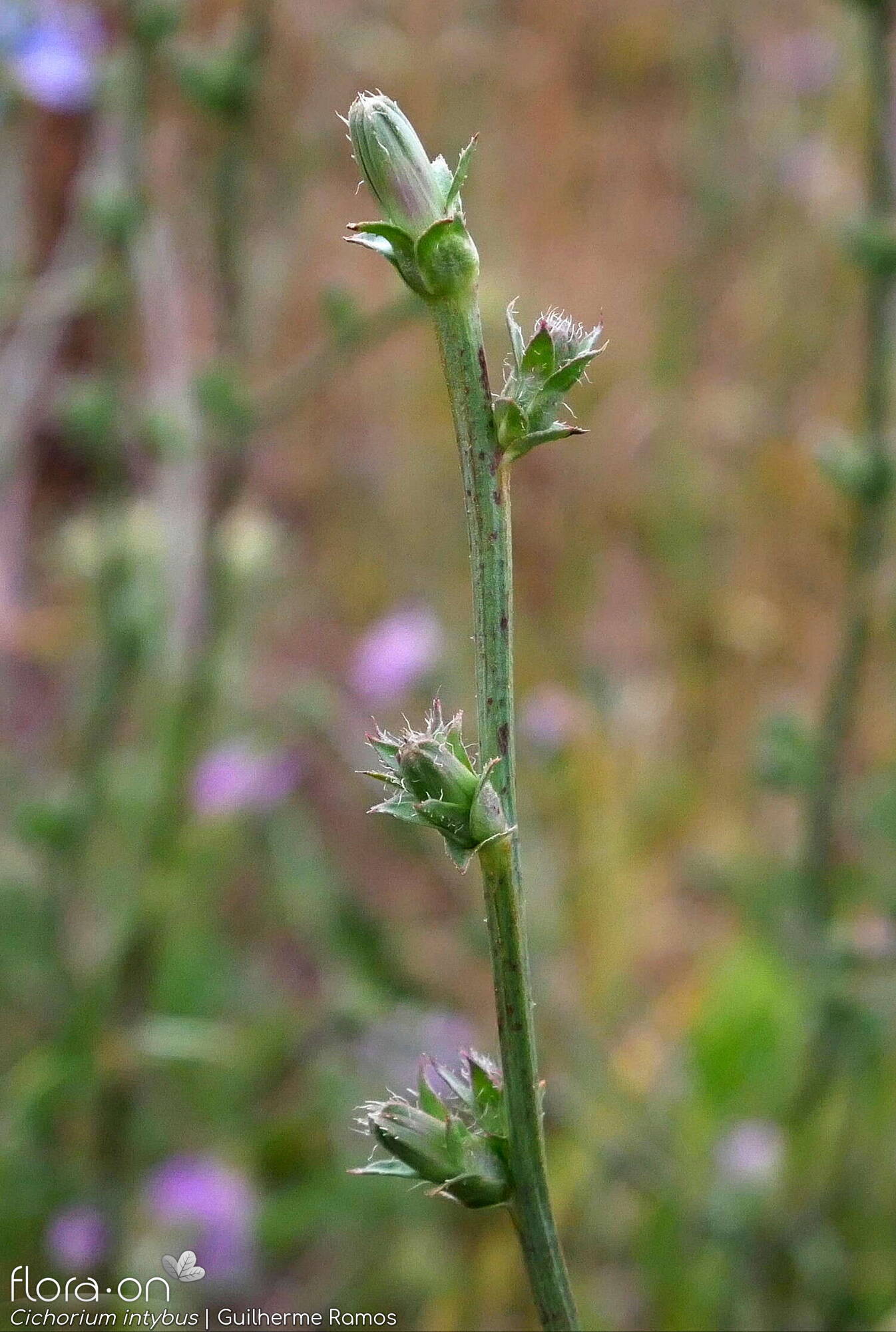 Cichorium intybus - Flor (geral) | Guilherme Ramos; CC BY-NC 4.0
