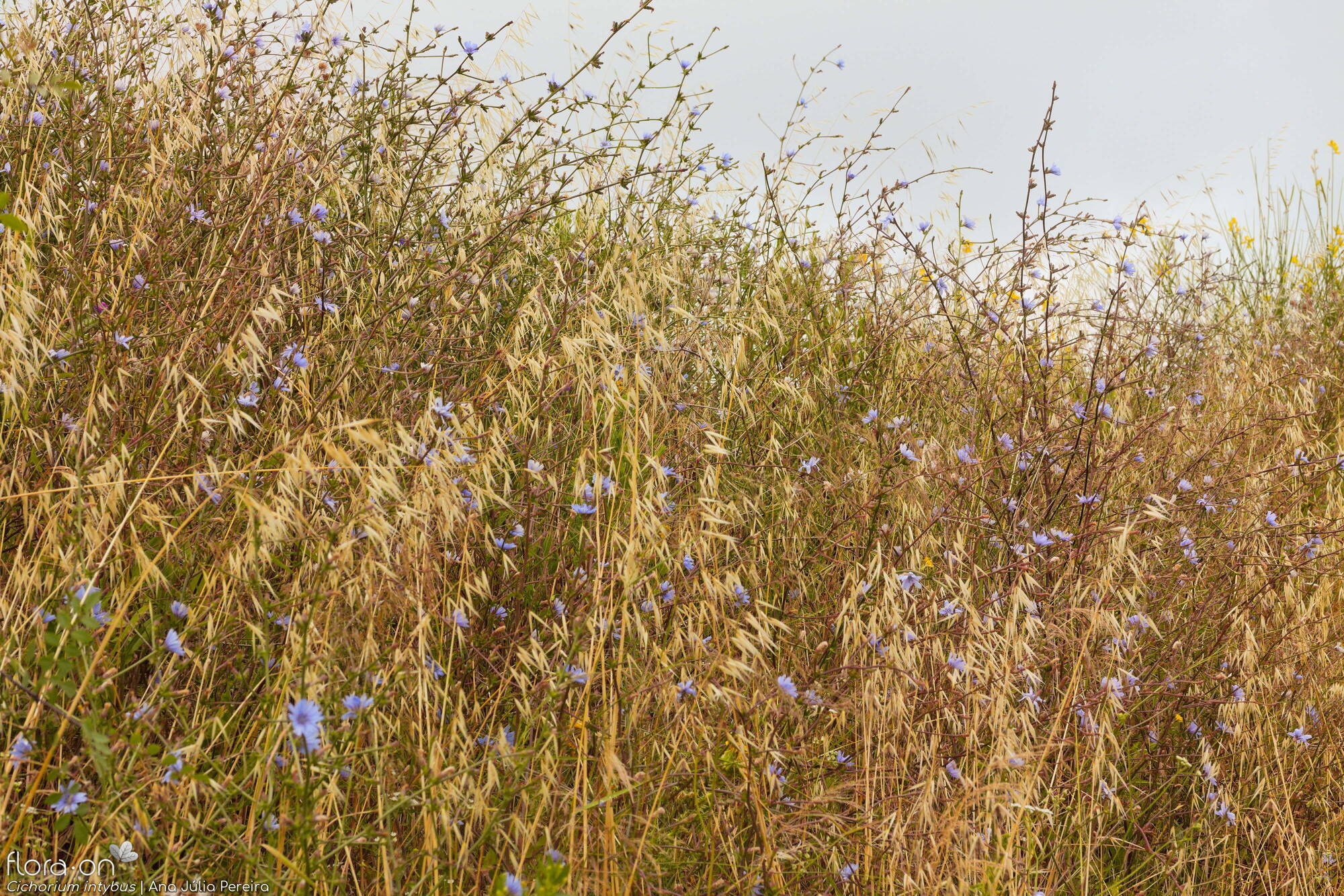 Cichorium intybus - Habitat | Ana Júlia Pereira; CC BY-NC 4.0