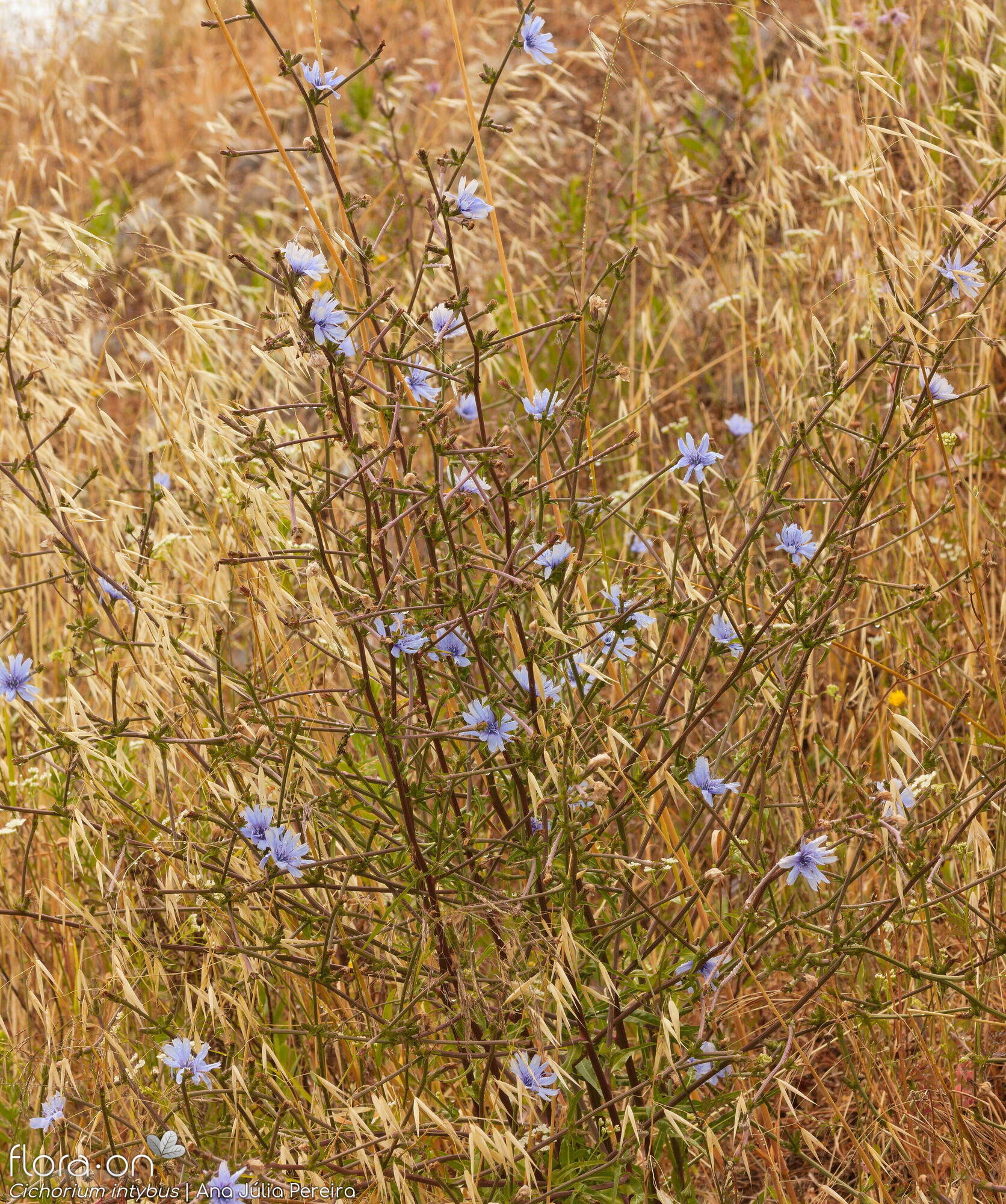 Cichorium intybus - Hábito | Ana Júlia Pereira; CC BY-NC 4.0