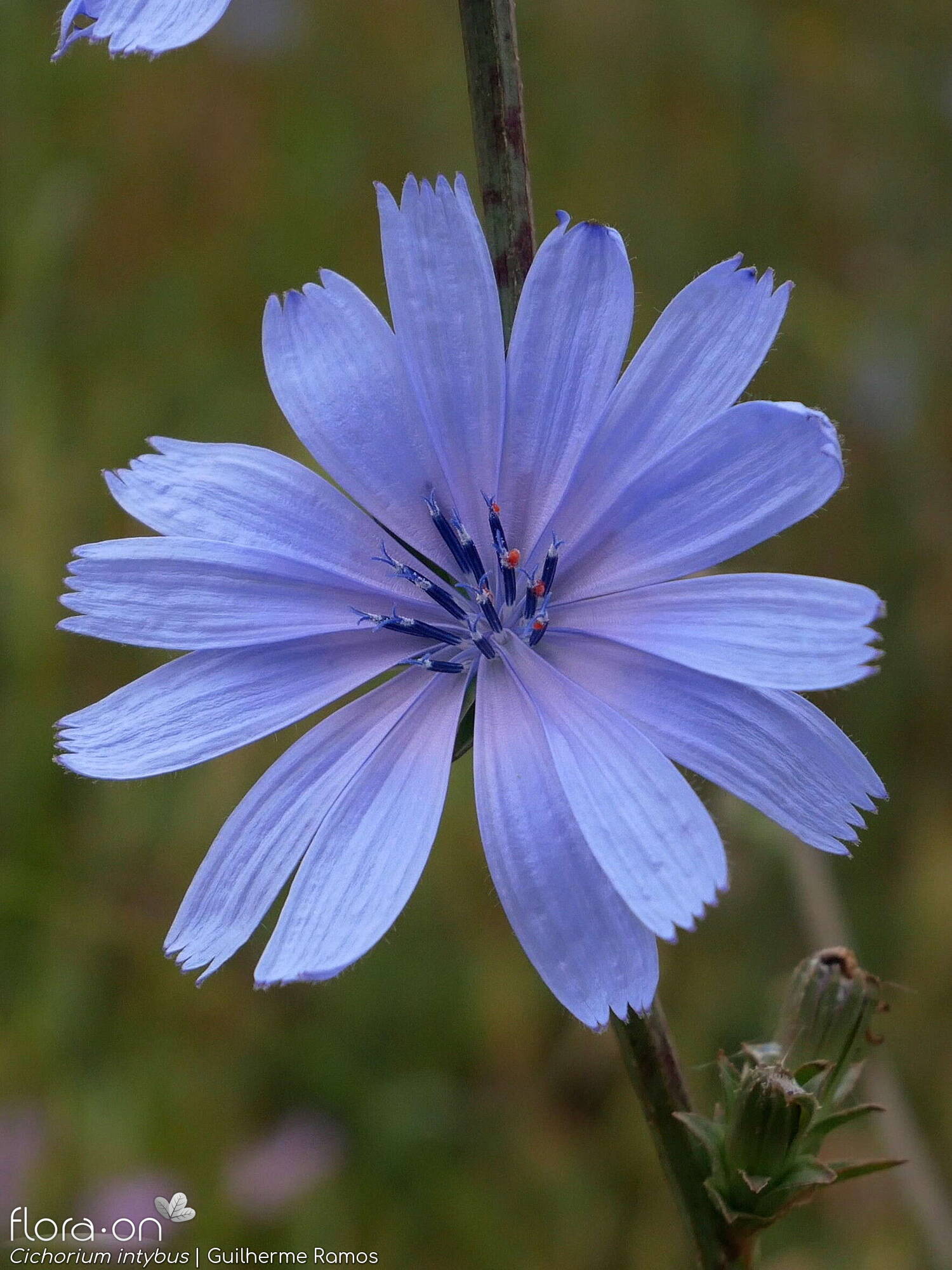 Cichorium intybus - Capítulo | Guilherme Ramos; CC BY-NC 4.0