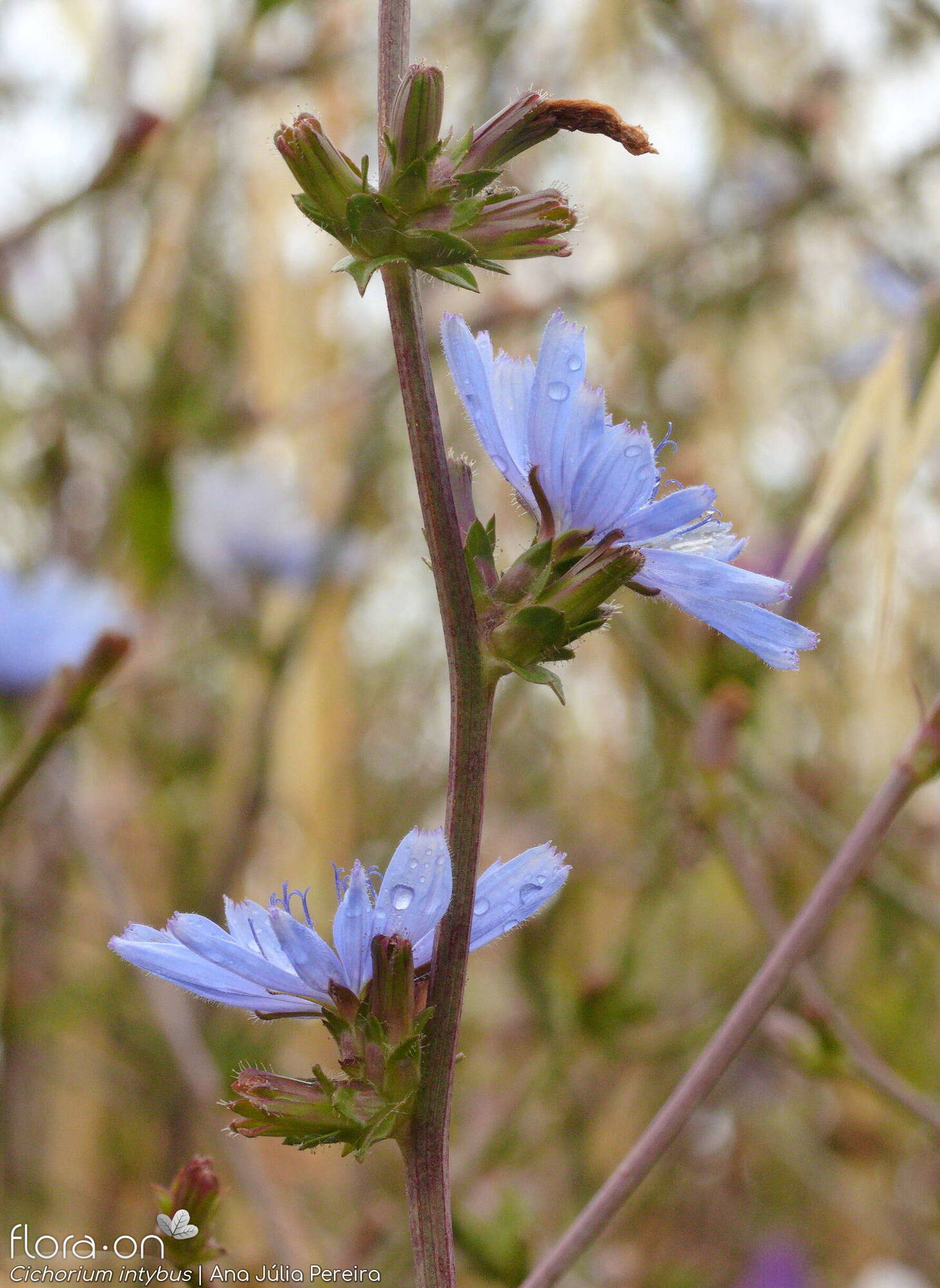 Cichorium intybus - Flor (geral) | Ana Júlia Pereira; CC BY-NC 4.0