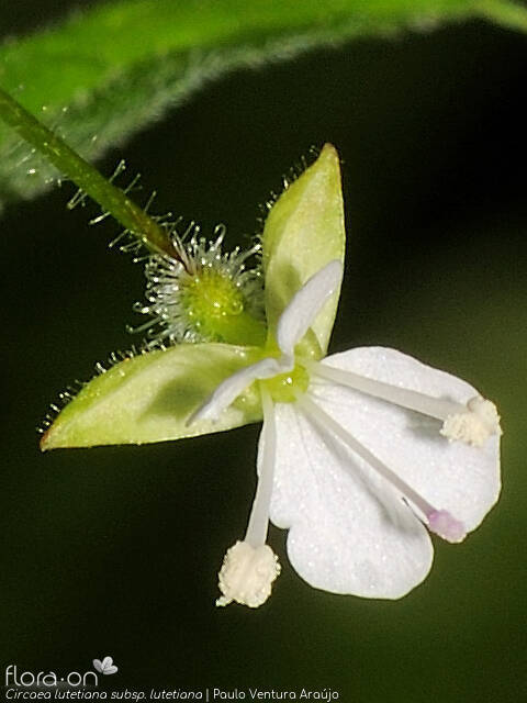 Circaea lutetiana lutetiana - Flor (close-up) | Paulo Ventura Araújo; CC BY-NC 4.0
