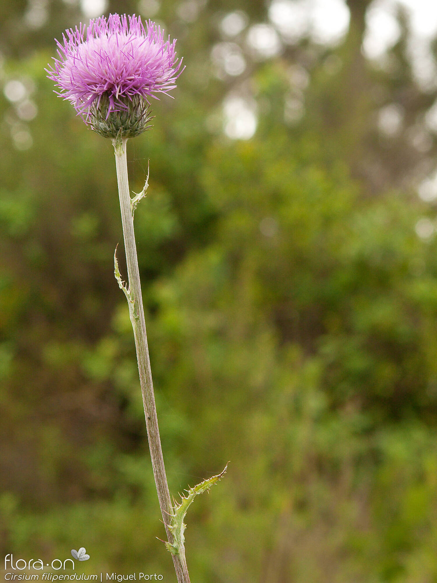 Cirsium filipendulum - Flor (geral) | Miguel Porto; CC BY-NC 4.0