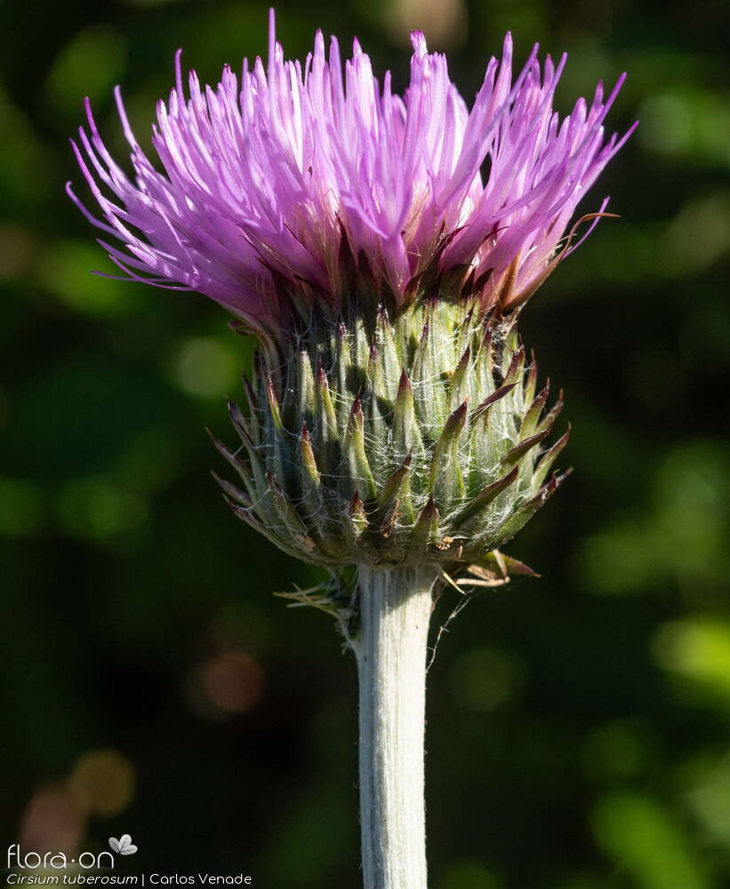 Cirsium tuberosum