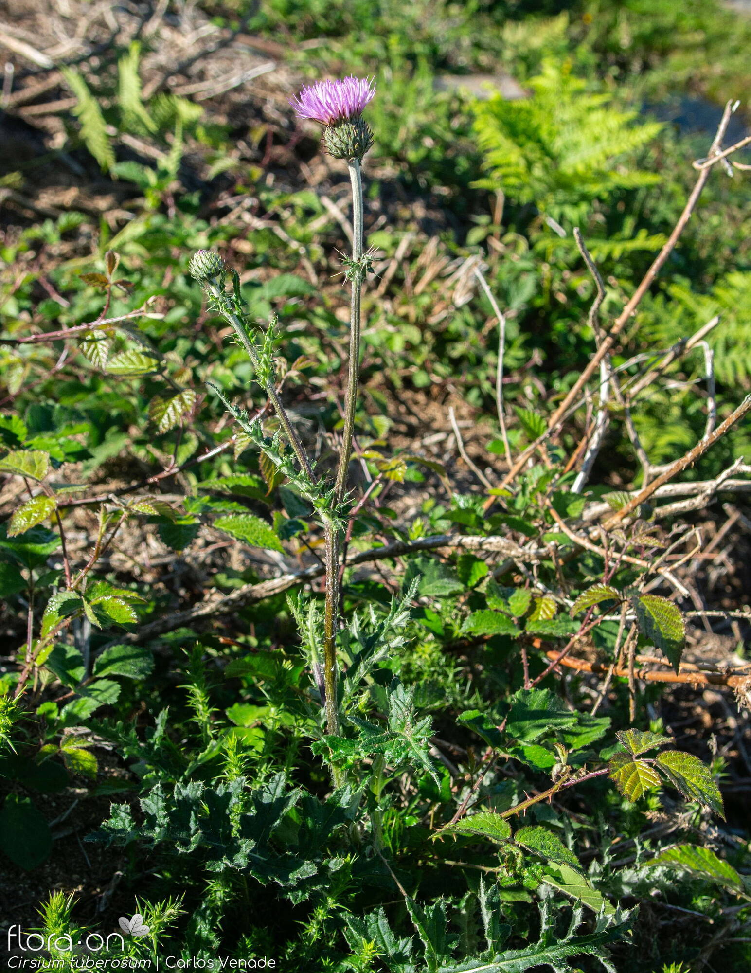 Cirsium tuberosum - Hábito | Carlos Venade; CC BY-NC 4.0