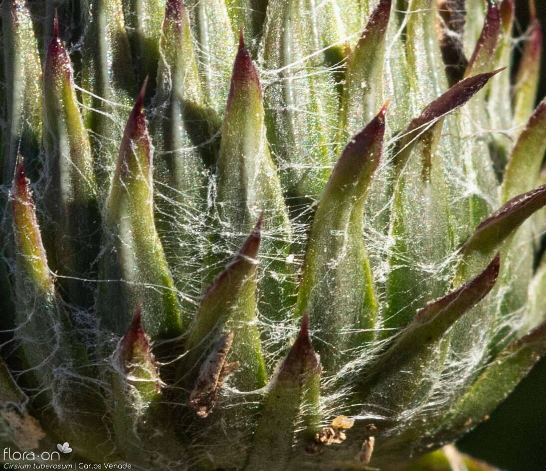 Cirsium tuberosum - Bráctea | Carlos Venade; CC BY-NC 4.0