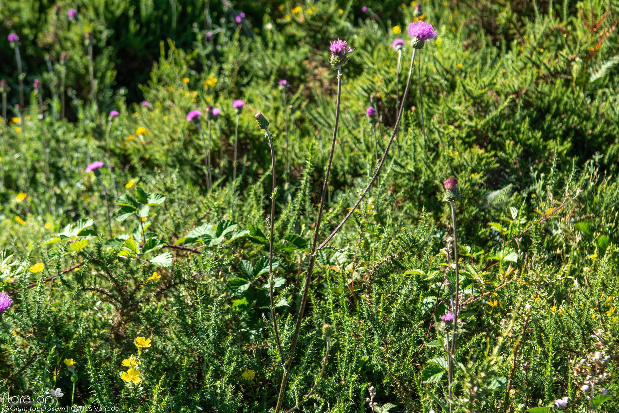 Cirsium tuberosum - Hábito | Carlos Venade; CC BY-NC 4.0