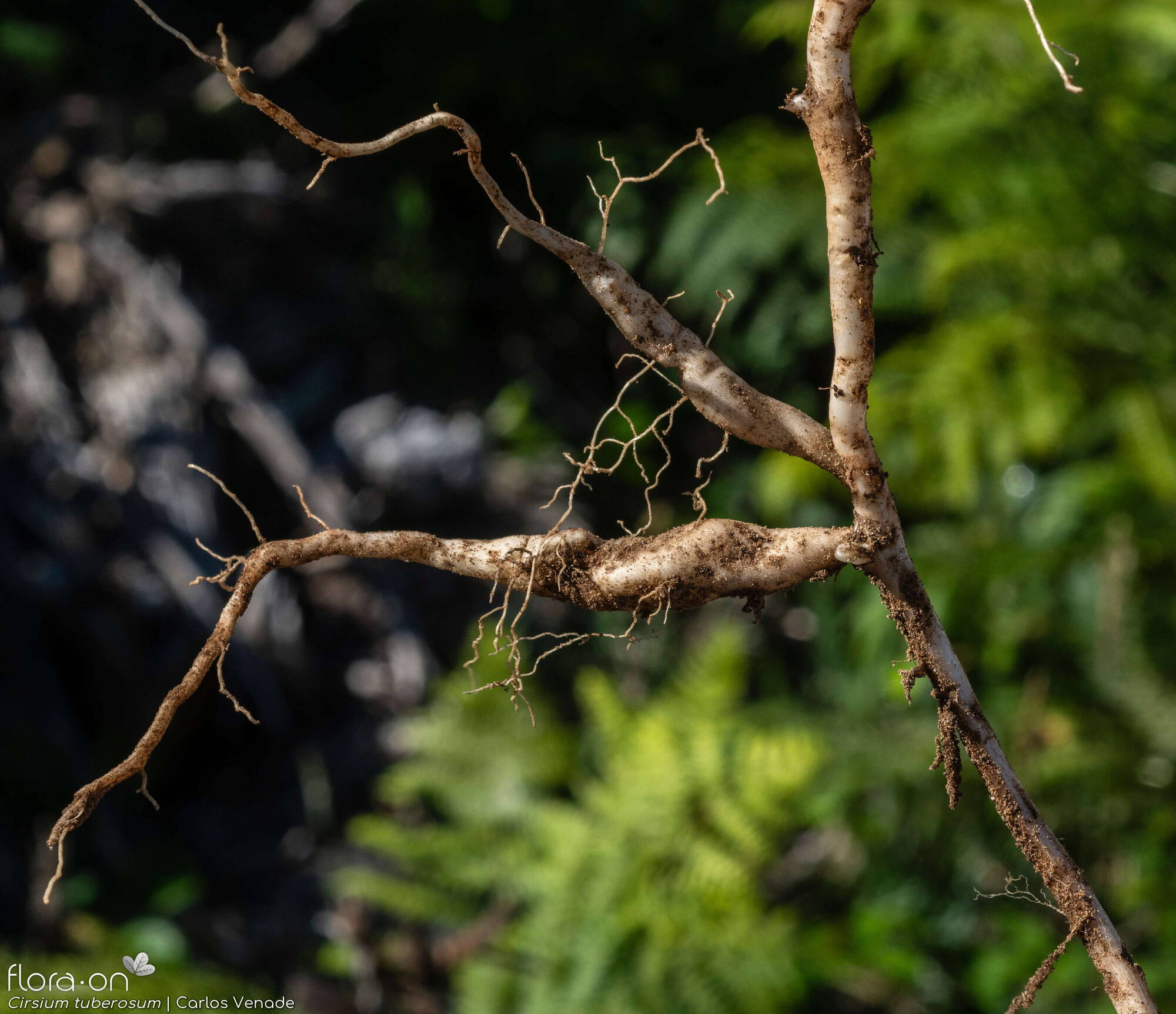 Cirsium tuberosum - Raiz | Carlos Venade; CC BY-NC 4.0
