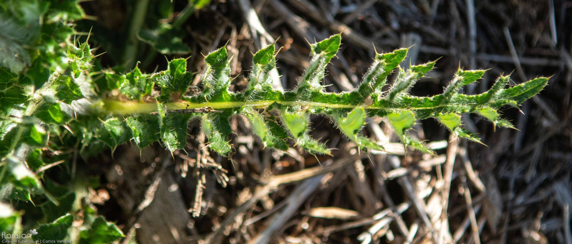 Cirsium tuberosum - Folha | Carlos Venade; CC BY-NC 4.0