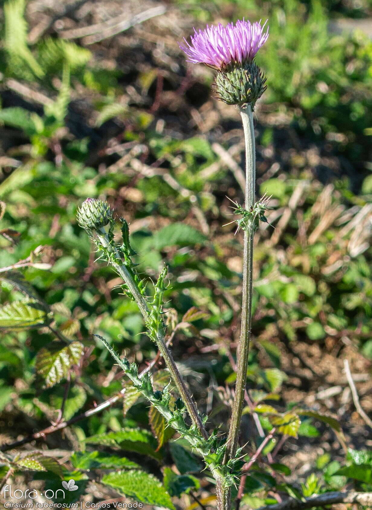 Cirsium tuberosum - Hábito | Carlos Venade; CC BY-NC 4.0