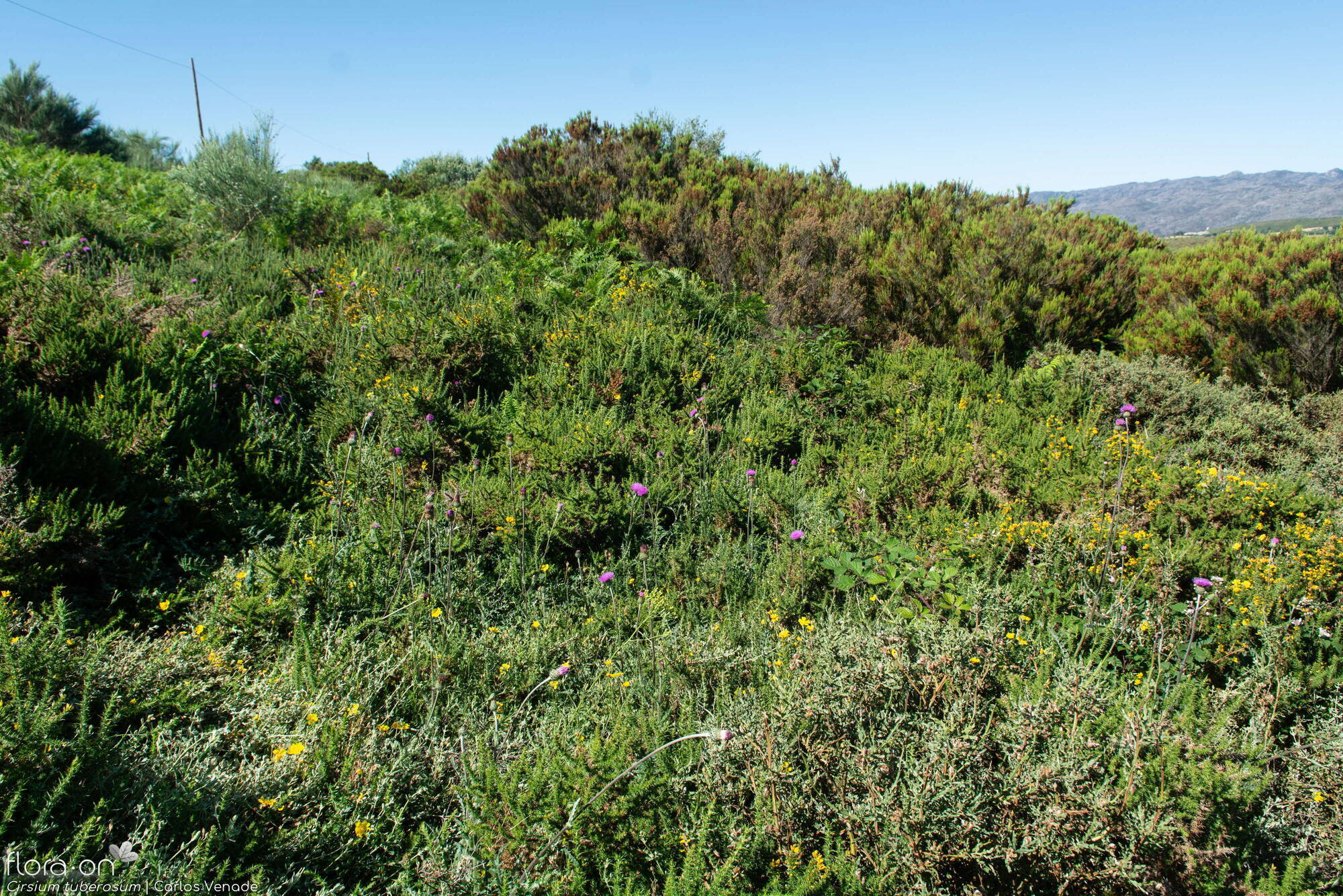 Cirsium tuberosum - Habitat | Carlos Venade; CC BY-NC 4.0