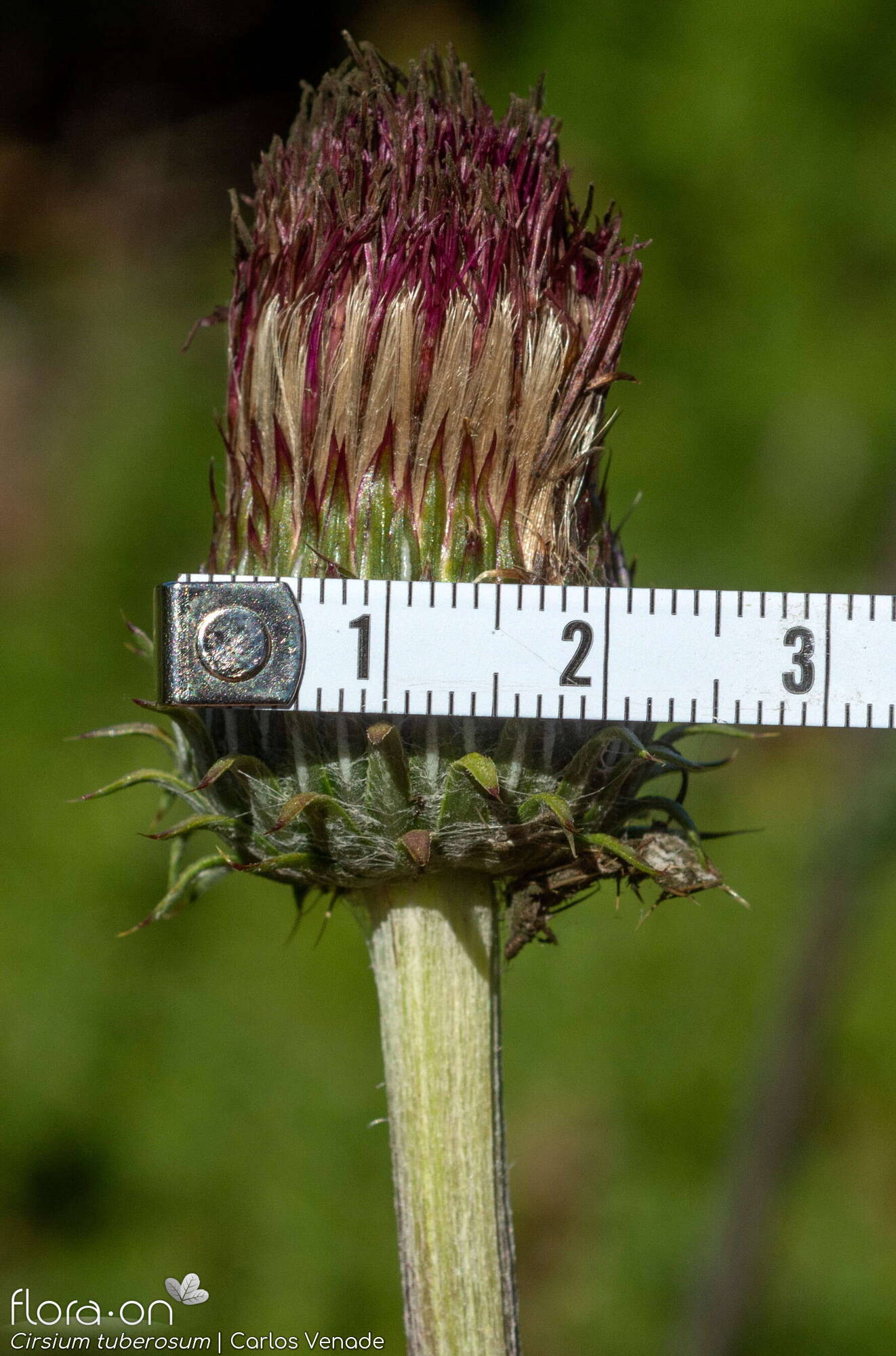Cirsium tuberosum - Capítulo | Carlos Venade; CC BY-NC 4.0