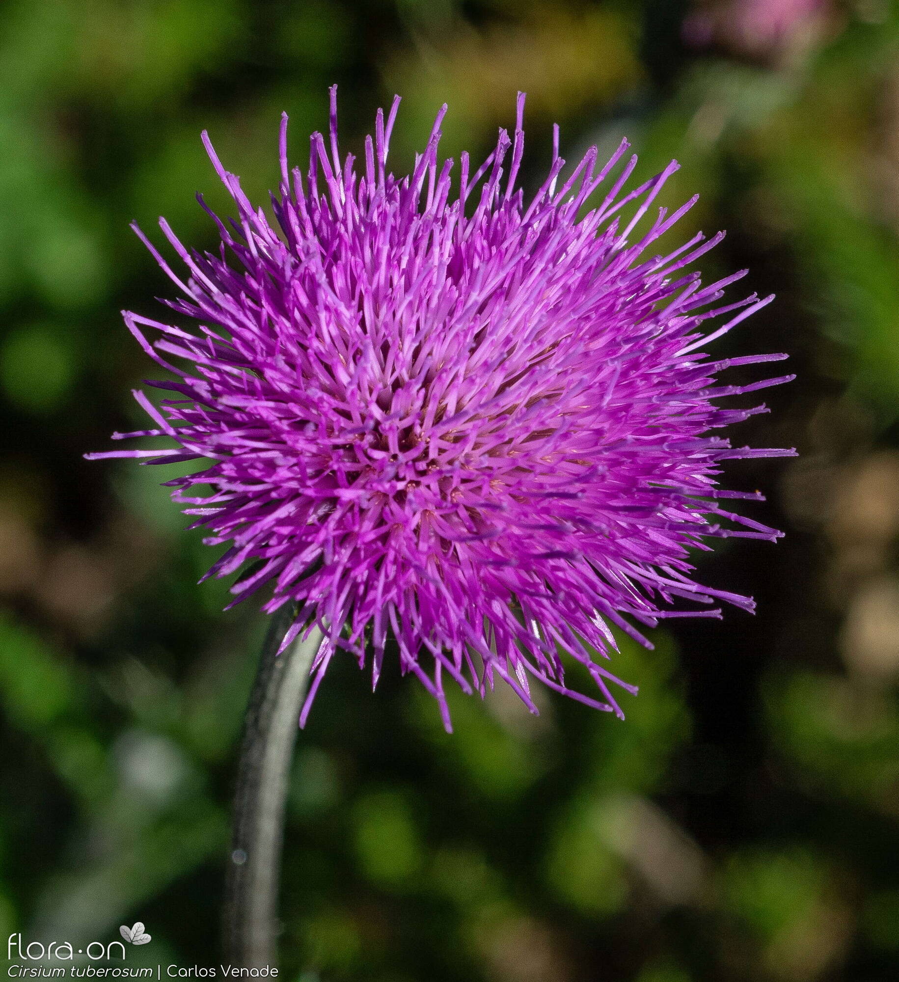 Cirsium tuberosum - Capítulo | Carlos Venade; CC BY-NC 4.0