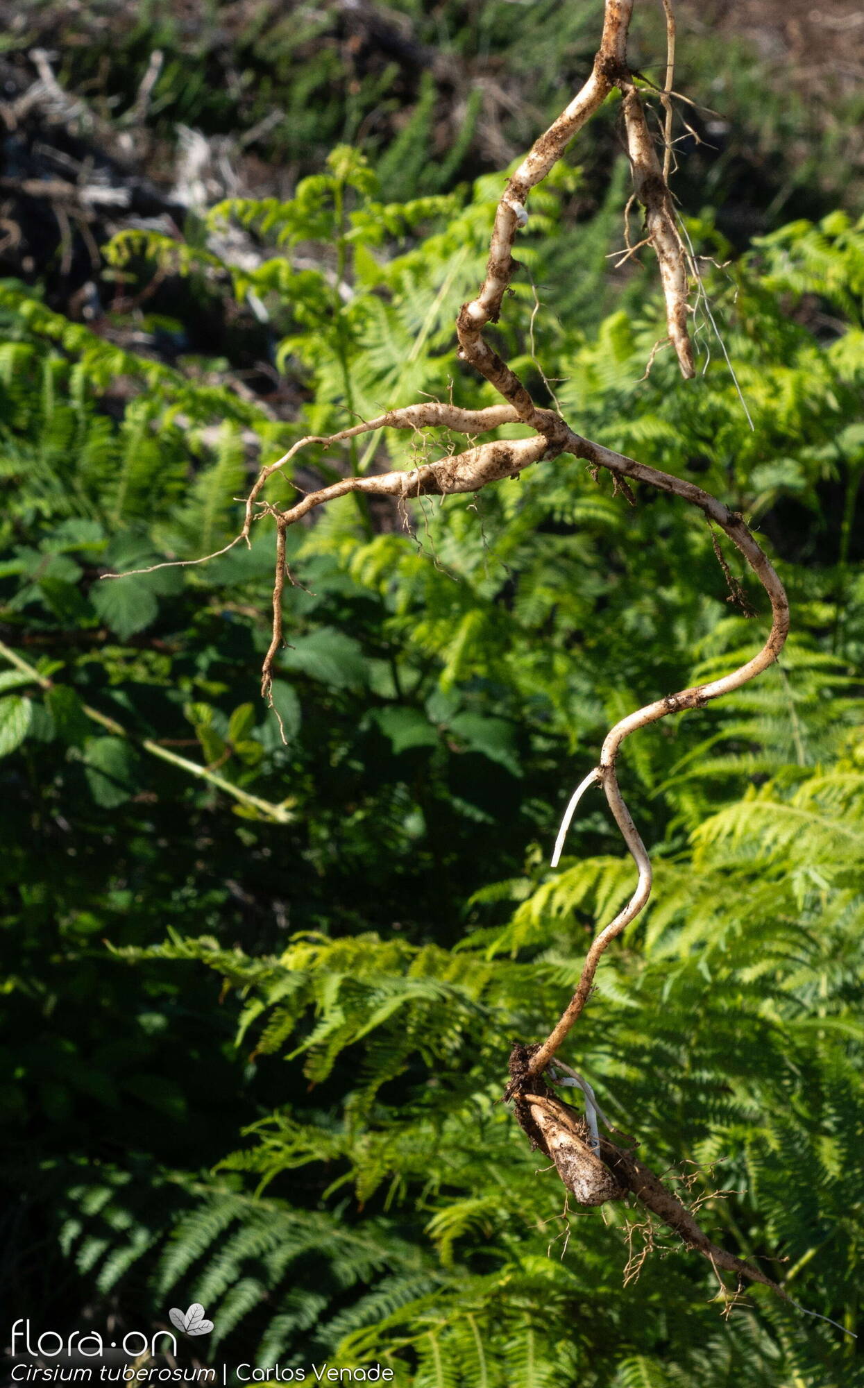 Cirsium tuberosum - Raiz | Carlos Venade; CC BY-NC 4.0