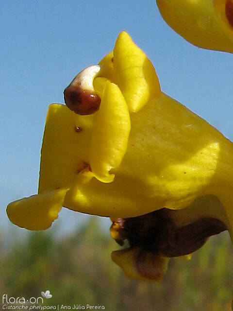 Cistanche phelypaea - Flor (close-up) | Ana Júlia Pereira; CC BY-NC 4.0