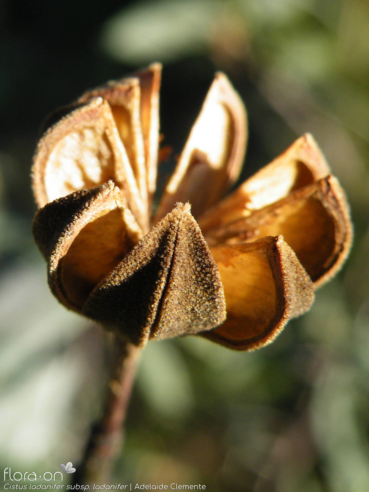 Cistus ladanifer - Fruto | Adelaide Clemente; CC BY-NC 4.0