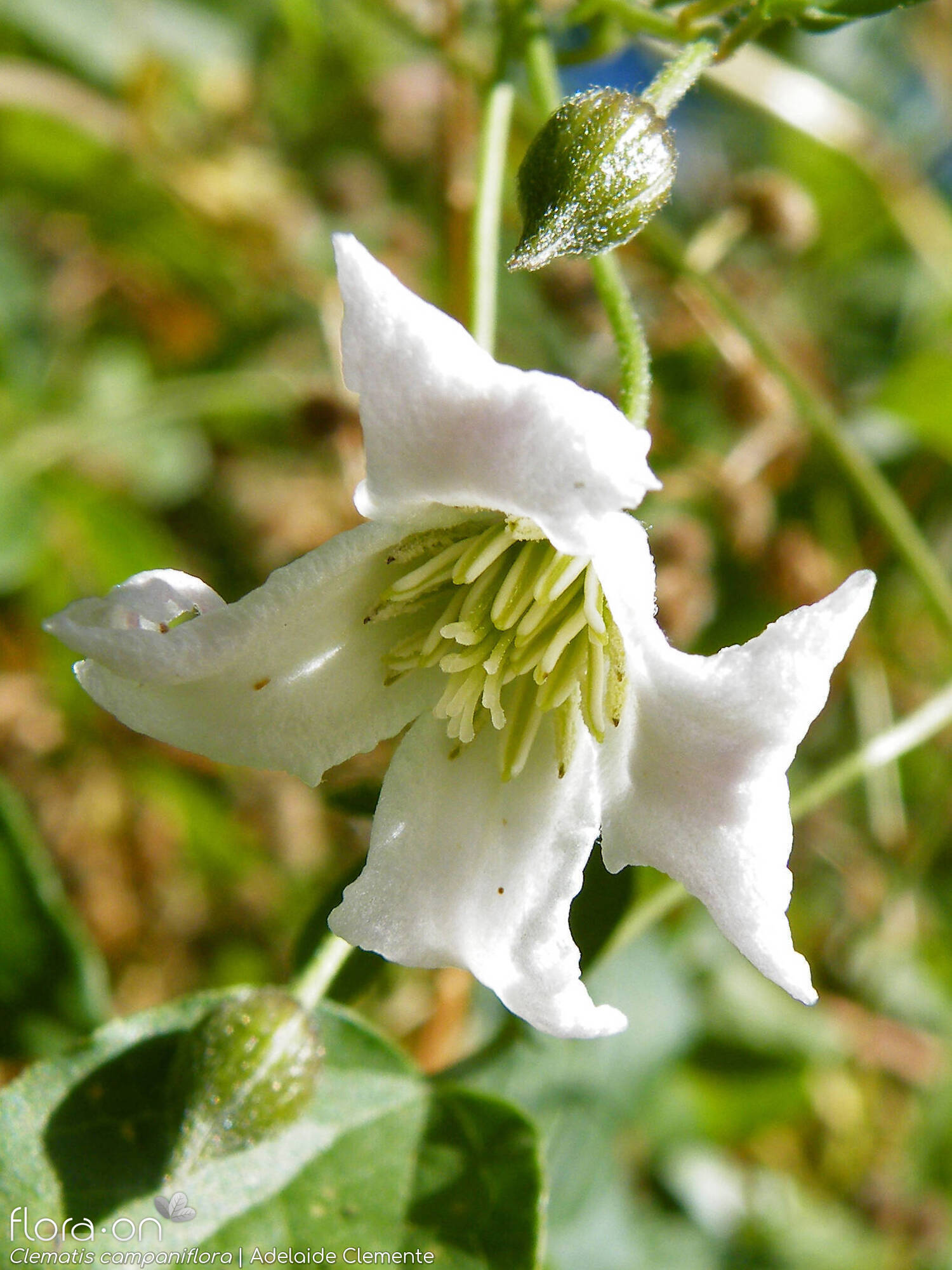Clematis campaniflora - Flor (close-up) | Adelaide Clemente; CC BY-NC 4.0