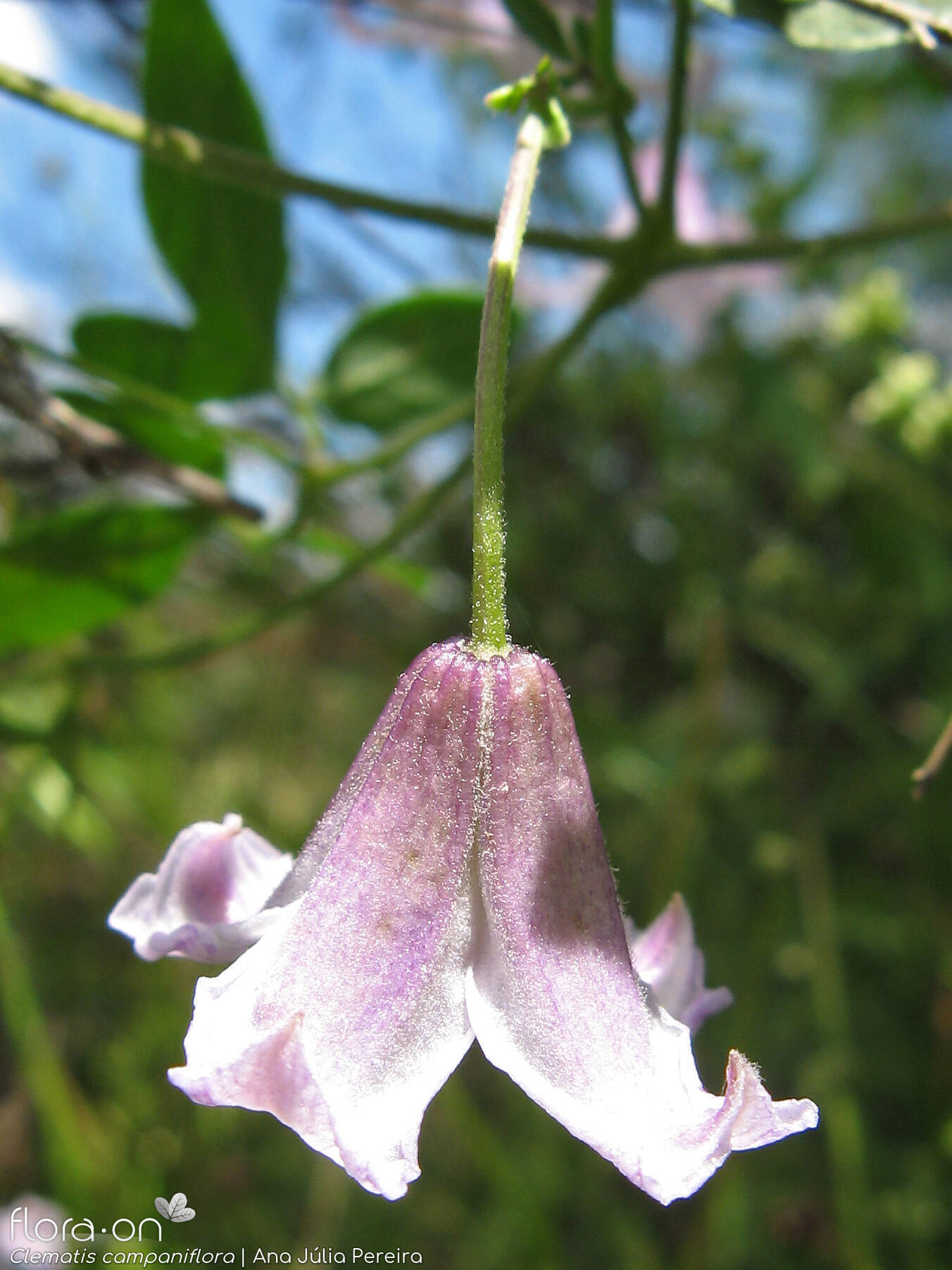 Clematis campaniflora - Flor (close-up) | Ana Júlia Pereira; CC BY-NC 4.0