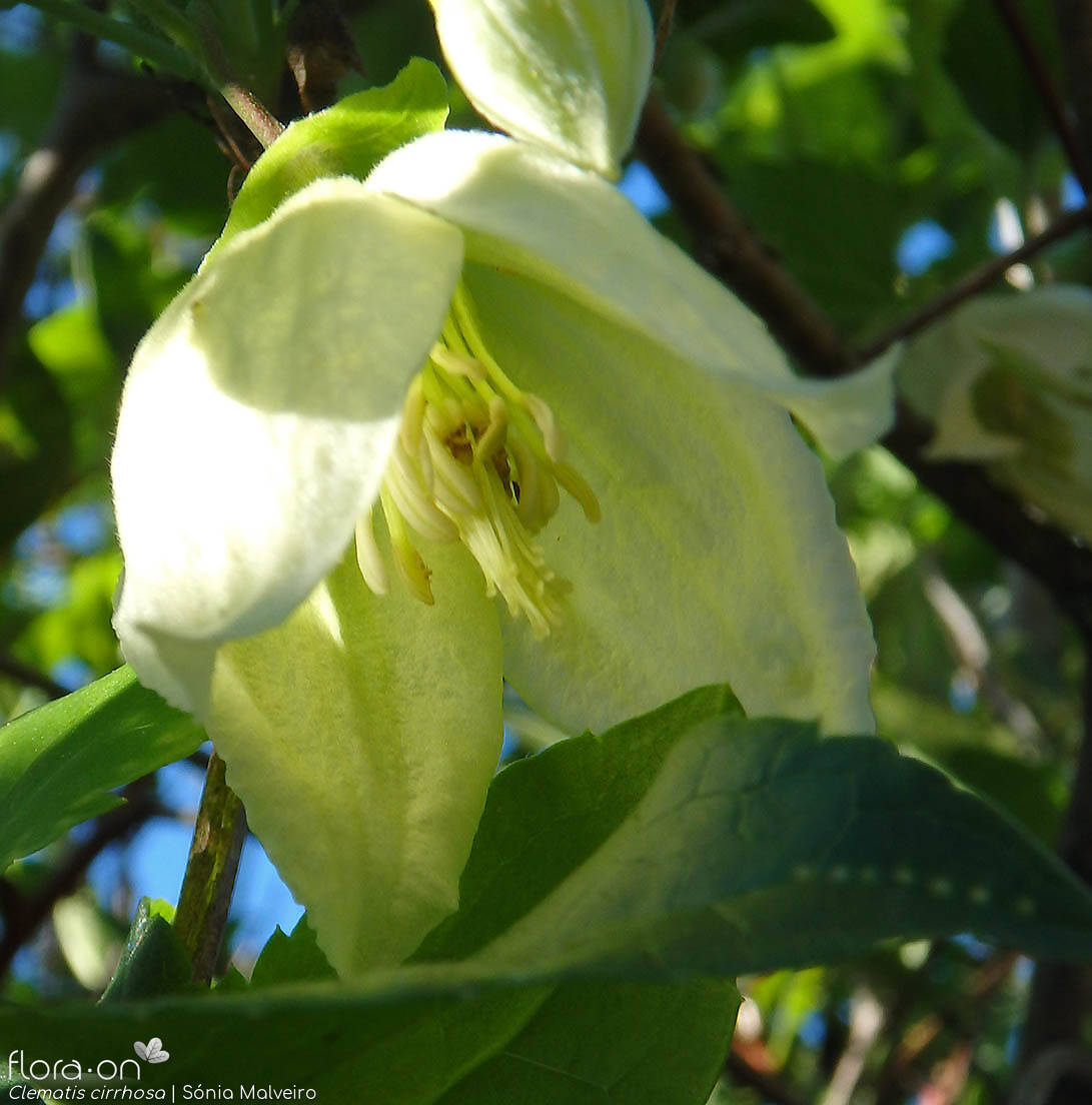 Clematis cirrhosa - Flor (close-up) | Sónia Malveiro; CC BY-NC 4.0
