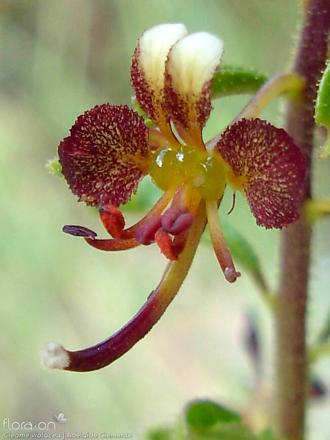 Cleome violacea - Flor (close-up) | Adelaide Clemente; CC BY-NC 4.0