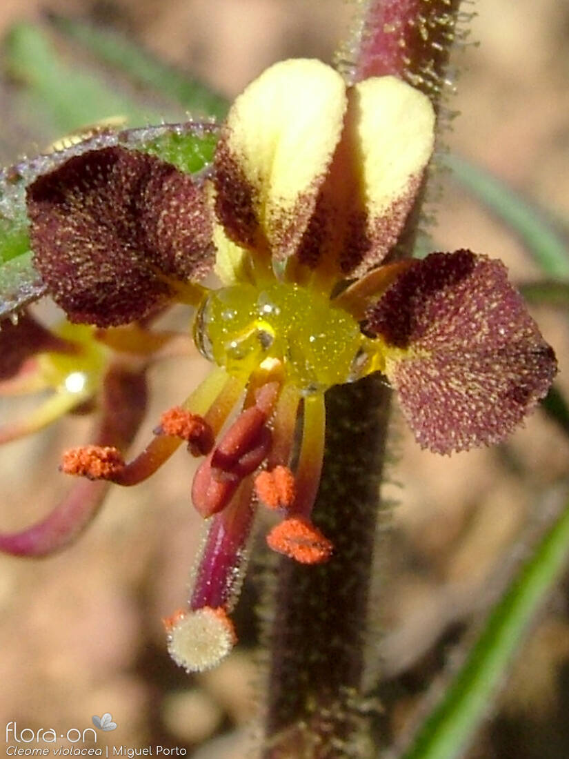 Cleome violacea - Flor (close-up) | Miguel Porto; CC BY-NC 4.0