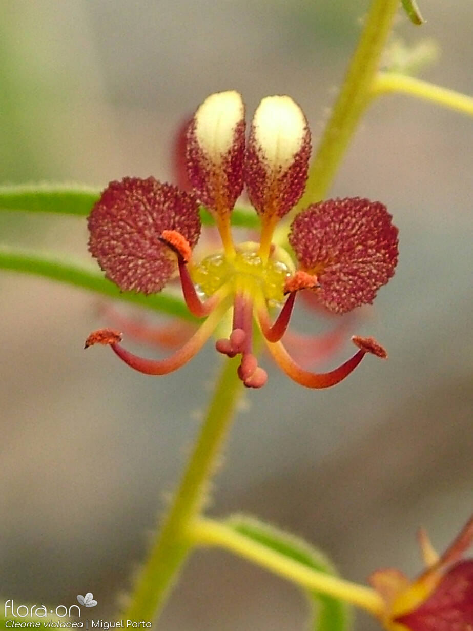Cleome violacea - Flor (close-up) | Miguel Porto; CC BY-NC 4.0