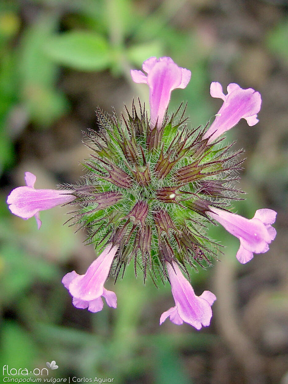 Clinopodium vulgare - Flor (geral) | Carlos Aguiar; CC BY-NC 4.0