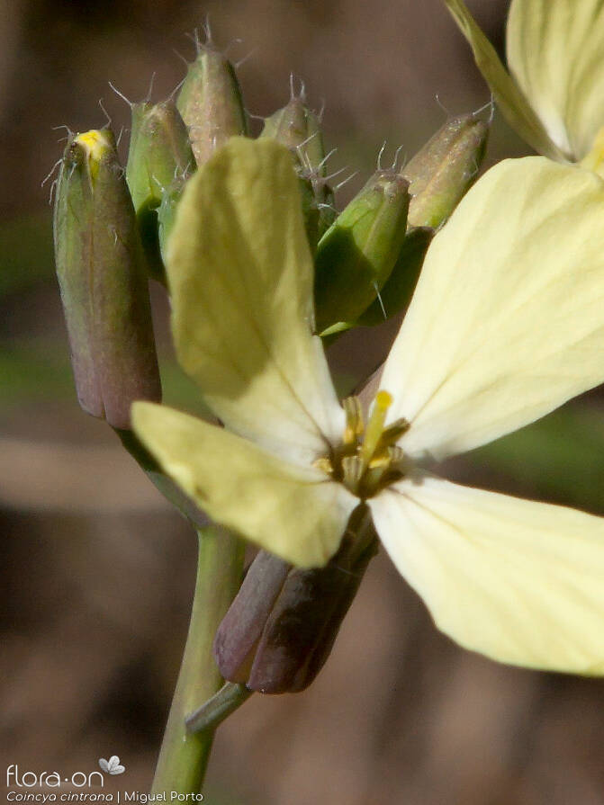 Coincya cintrana - Flor (close-up) | Miguel Porto; CC BY-NC 4.0