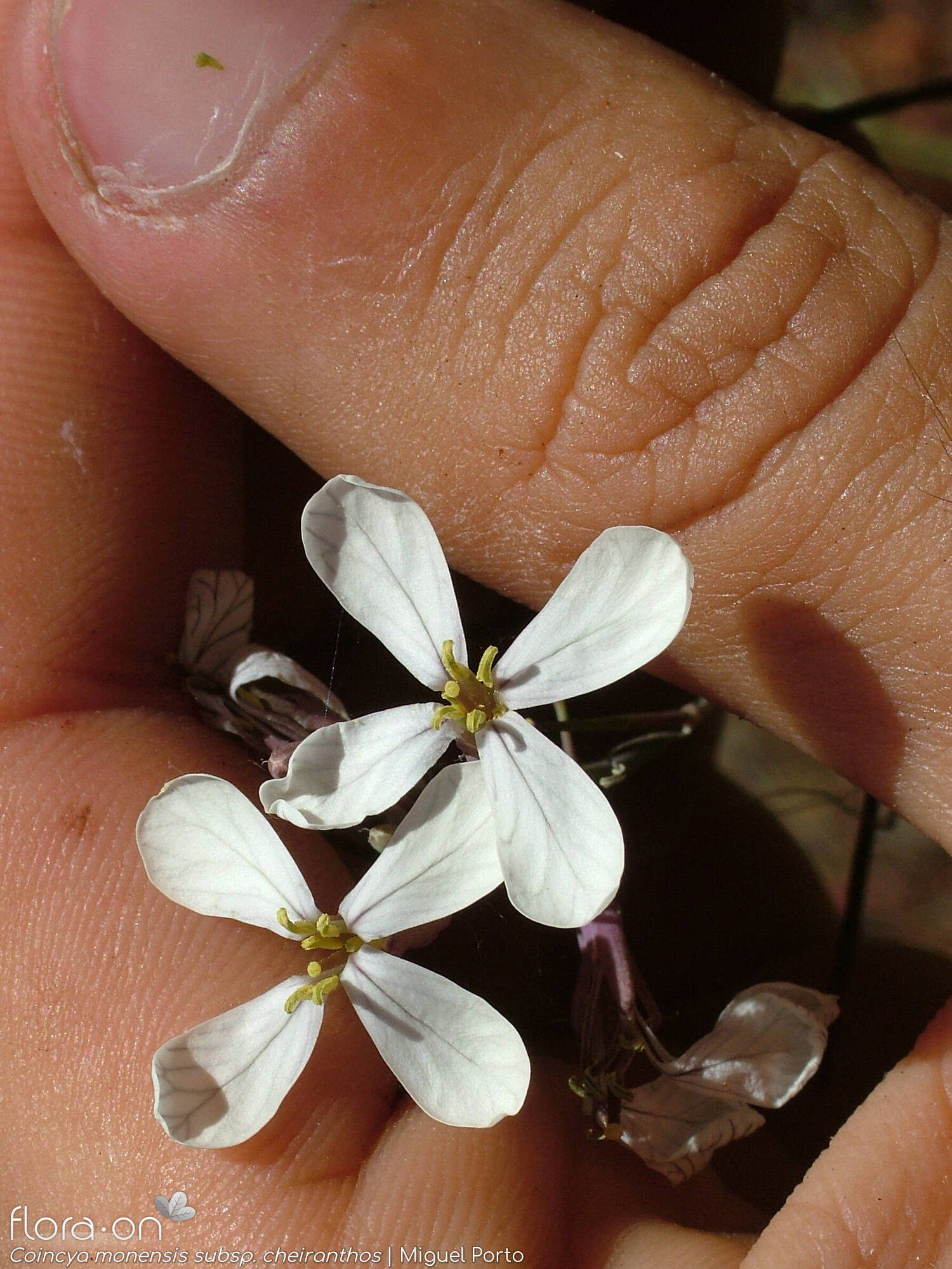 Coincya monensis - Flor (geral) | Miguel Porto; CC BY-NC 4.0
