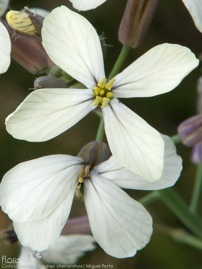 Coincya monensis - Flor (close-up) | Miguel Porto; CC BY-NC 4.0