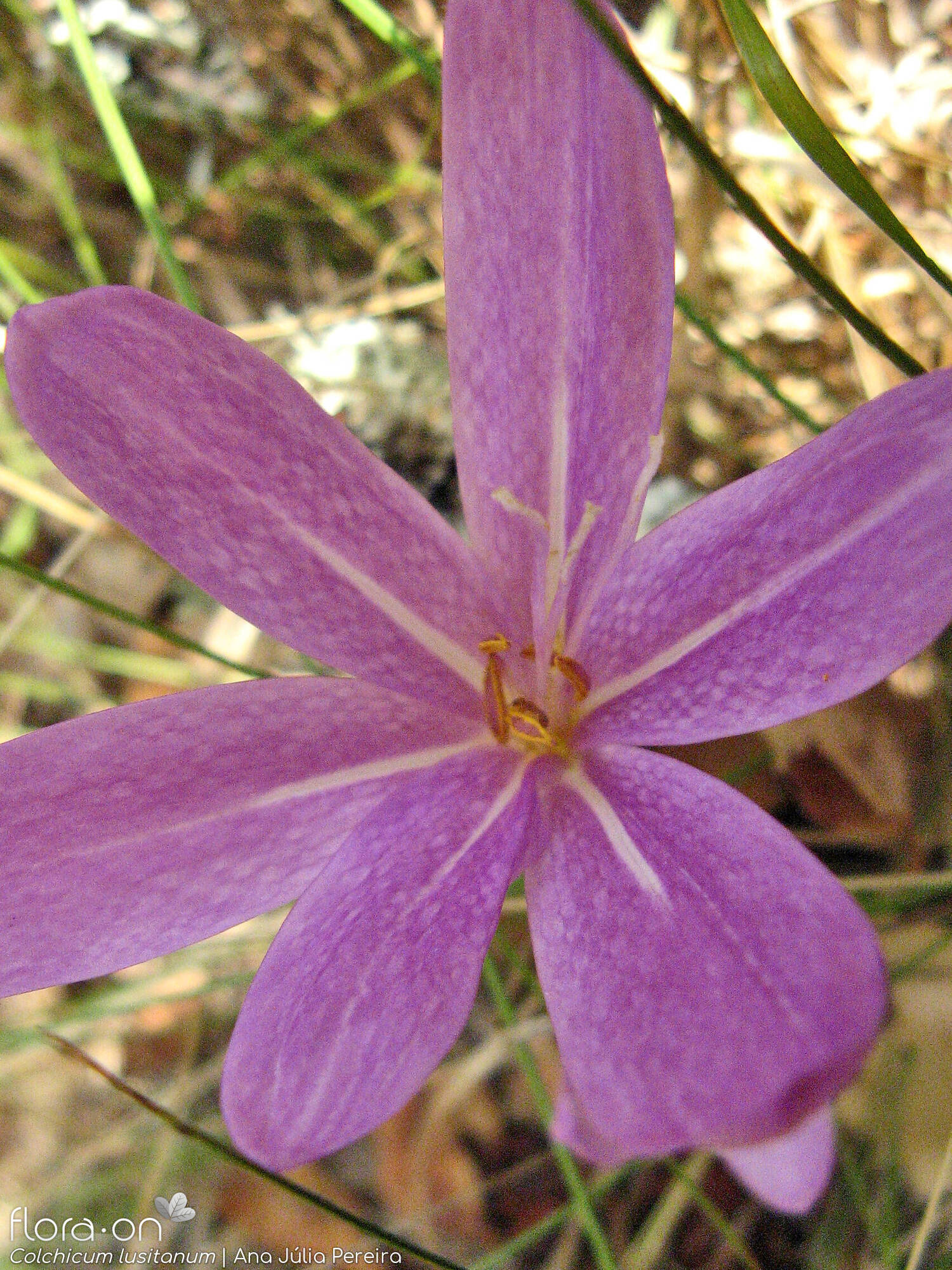 Colchicum lusitanum - Flor (close-up) | Ana Júlia Pereira; CC BY-NC 4.0