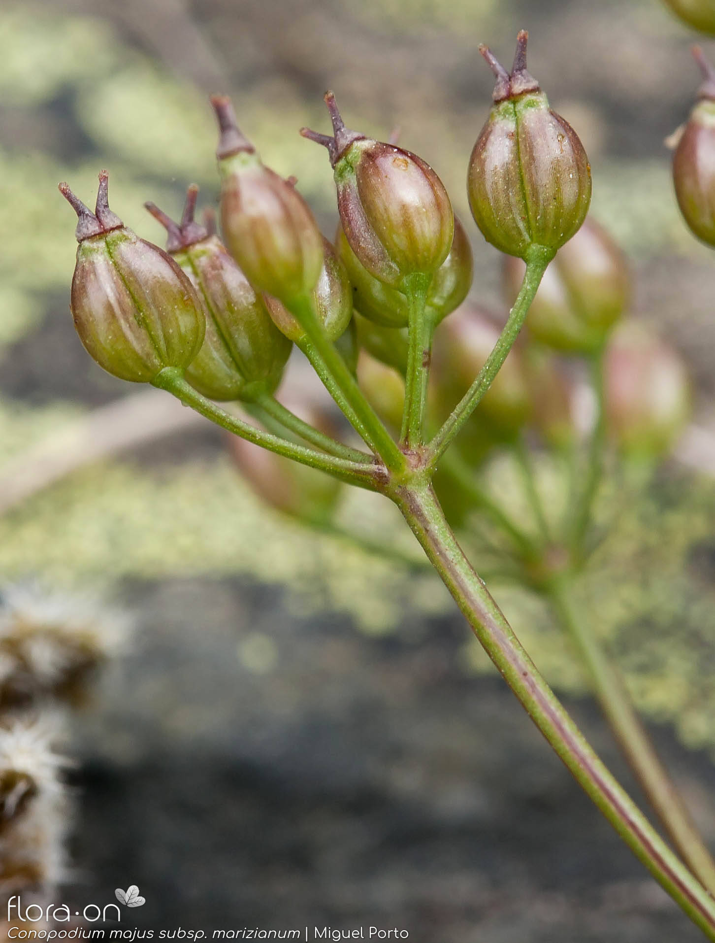 Conopodium majus marizianum - Fruto | Miguel Porto; CC BY-NC 4.0