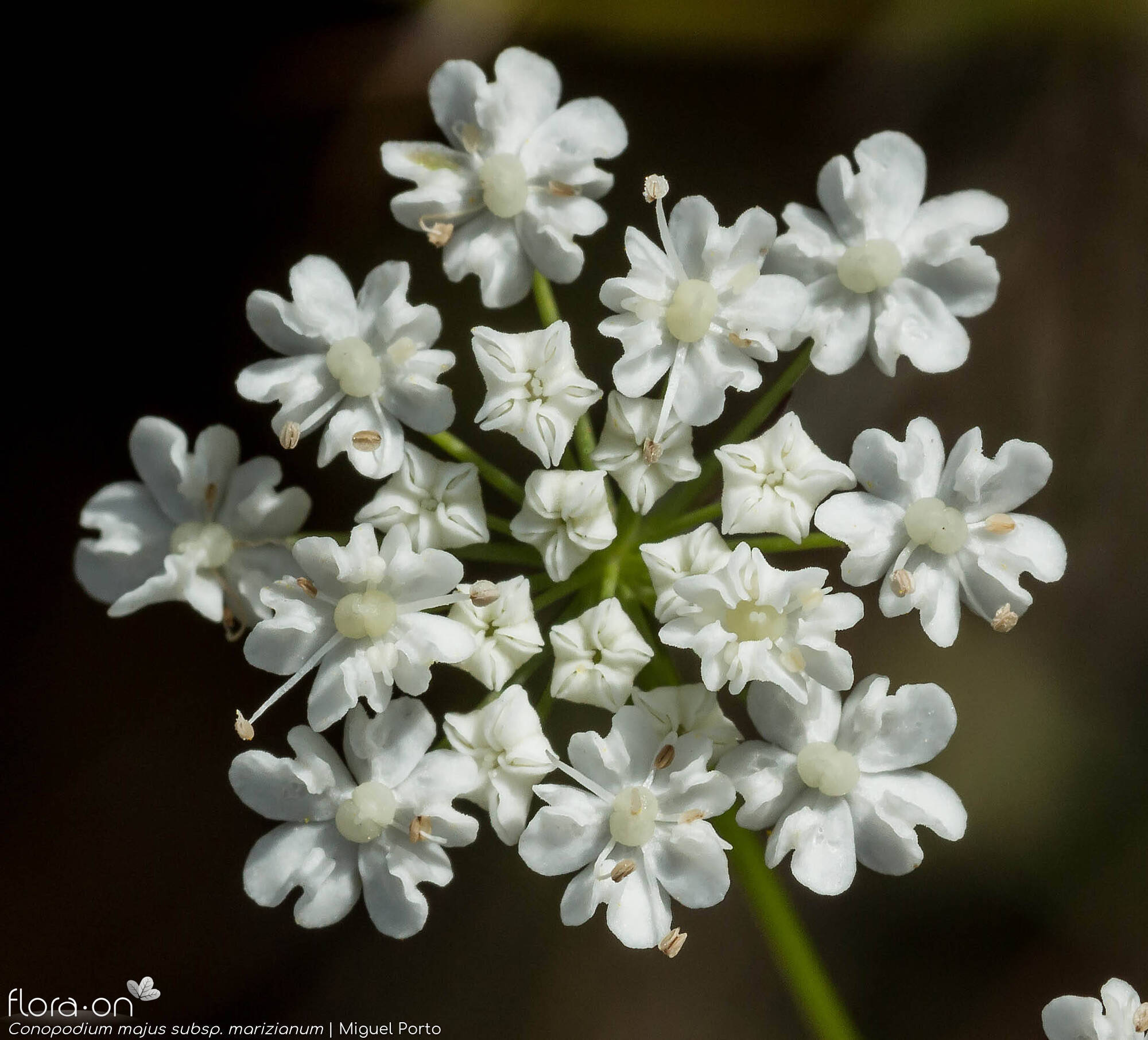 Conopodium majus marizianum - Flor (close-up) | Miguel Porto; CC BY-NC 4.0