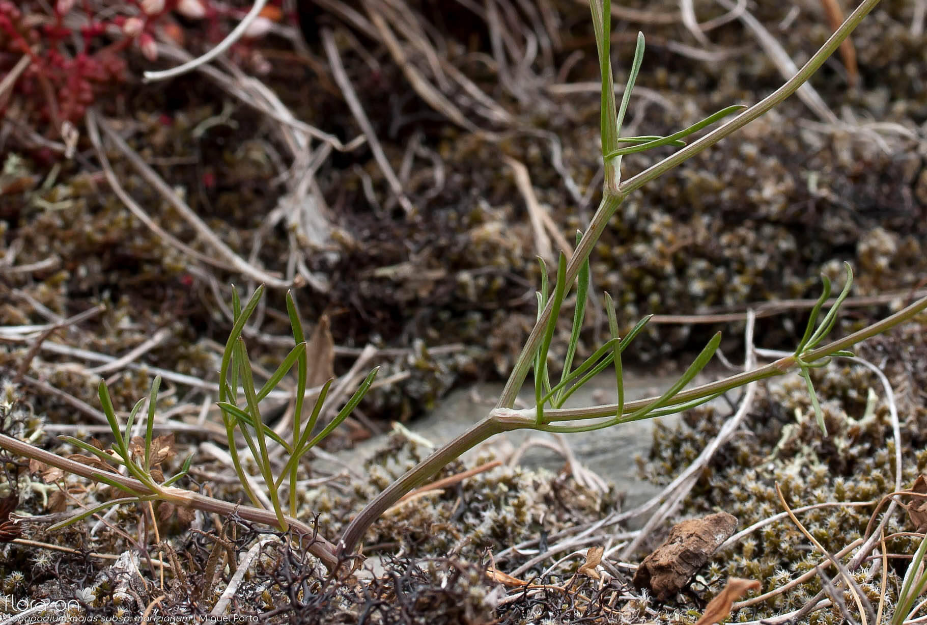 Conopodium majus marizianum - Folha (geral) | Miguel Porto; CC BY-NC 4.0