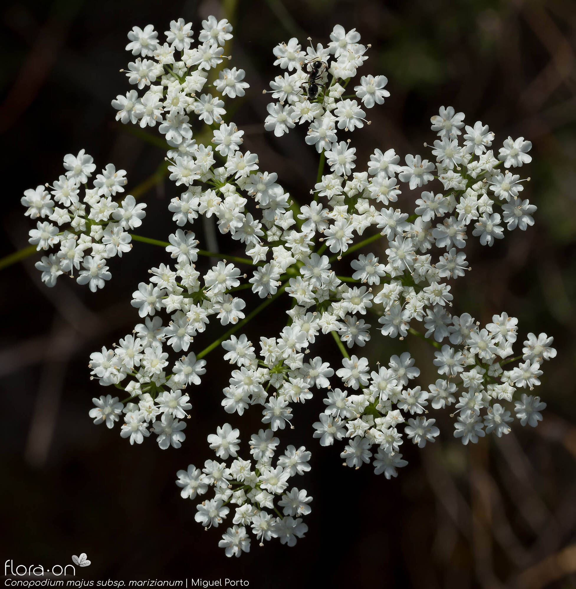 Conopodium majus marizianum - Flor (geral) | Miguel Porto; CC BY-NC 4.0
