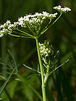 Conopodium pyrenaeum