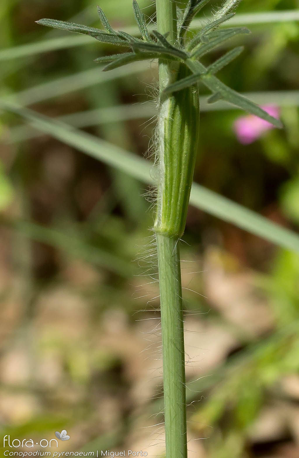 Conopodium pyrenaeum - Caule | Miguel Porto; CC BY-NC 4.0