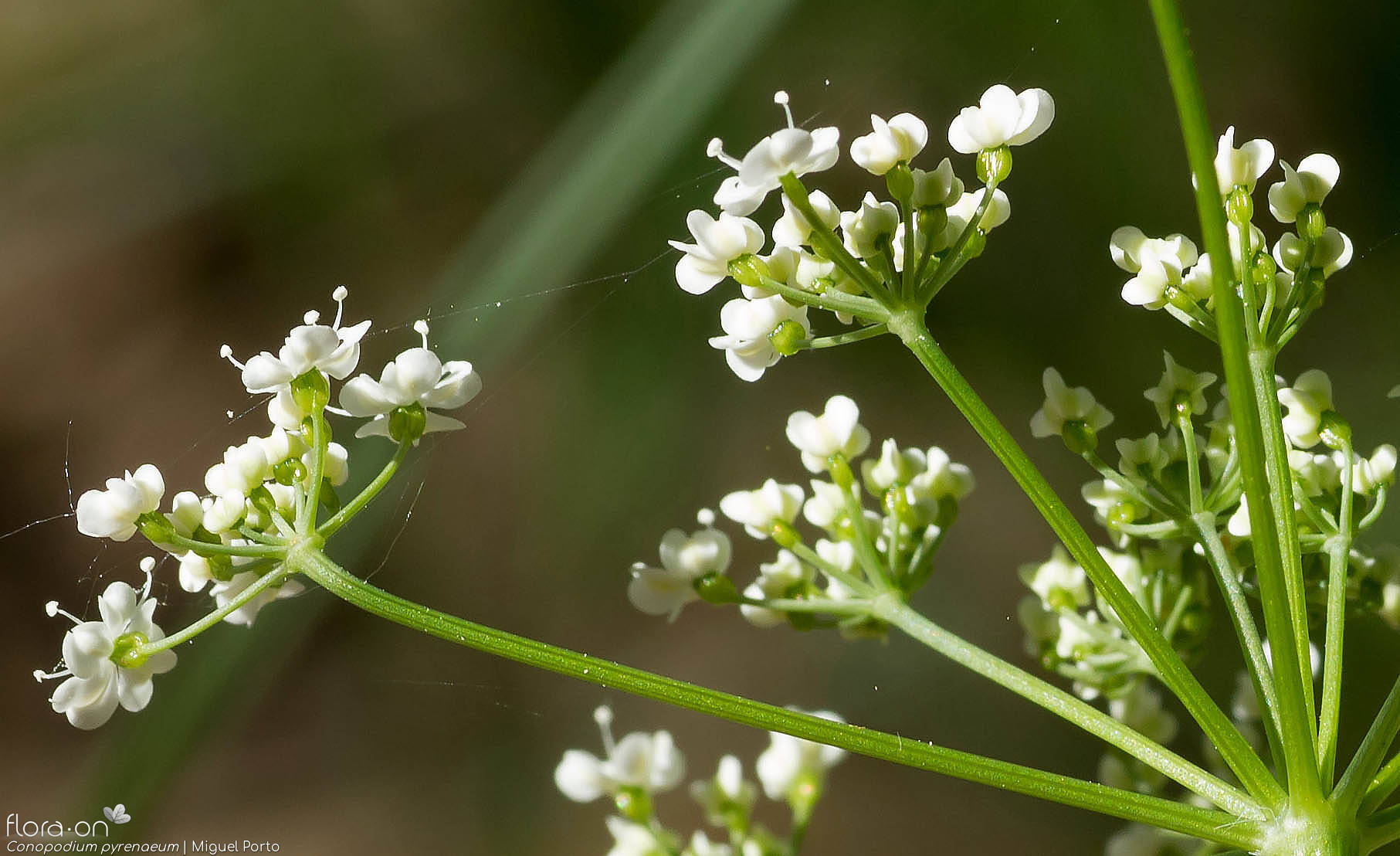 Conopodium pyrenaeum - Flor (close-up) | Miguel Porto; CC BY-NC 4.0