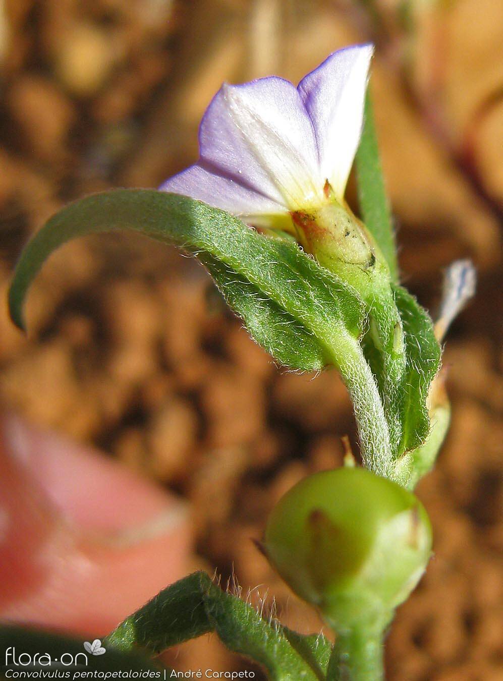 Convolvulus pentapetaloides - Flor (geral) | André Carapeto; CC BY-NC 4.0