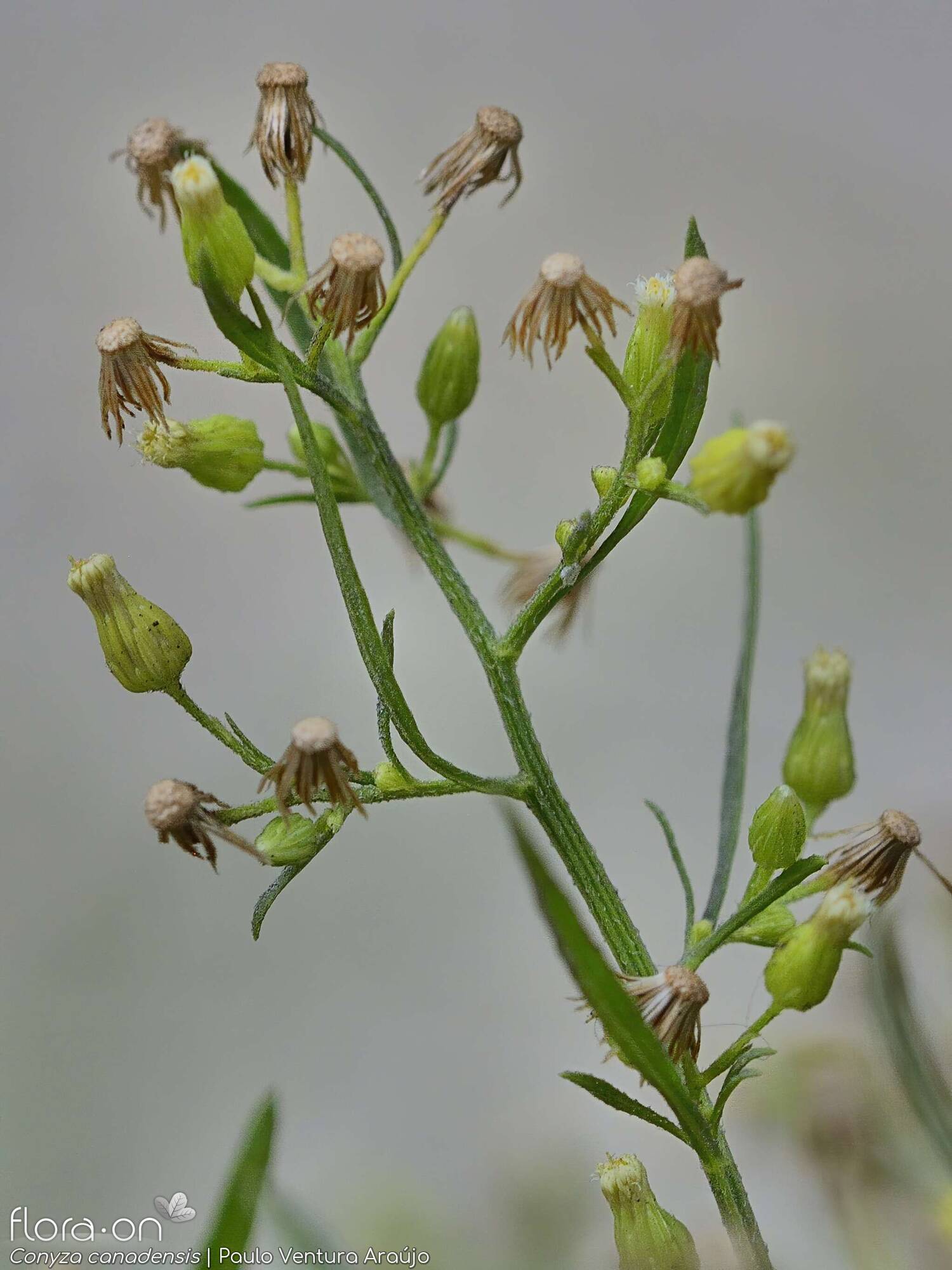 Conyza canadensis - Flor (geral) | Paulo Ventura Araújo; CC BY-NC 4.0