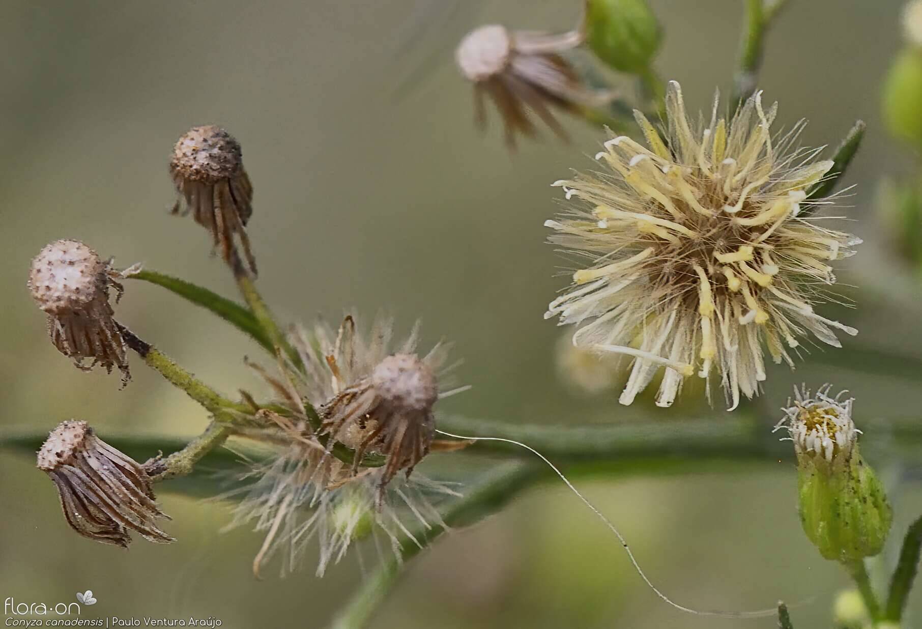 Conyza canadensis - Capítulo frutífero | Paulo Ventura Araújo; CC BY-NC 4.0